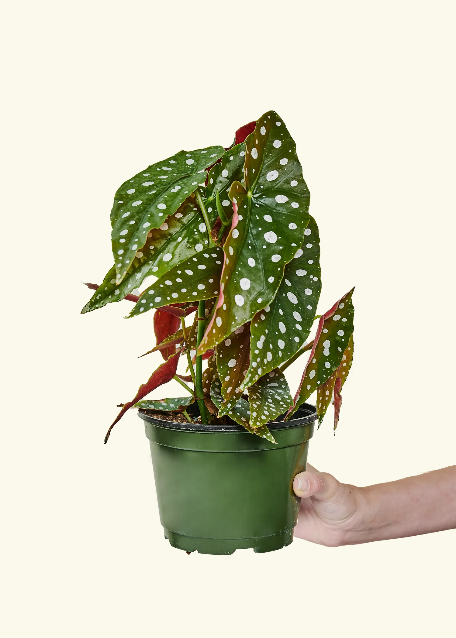 Begonia maculata - Image 38