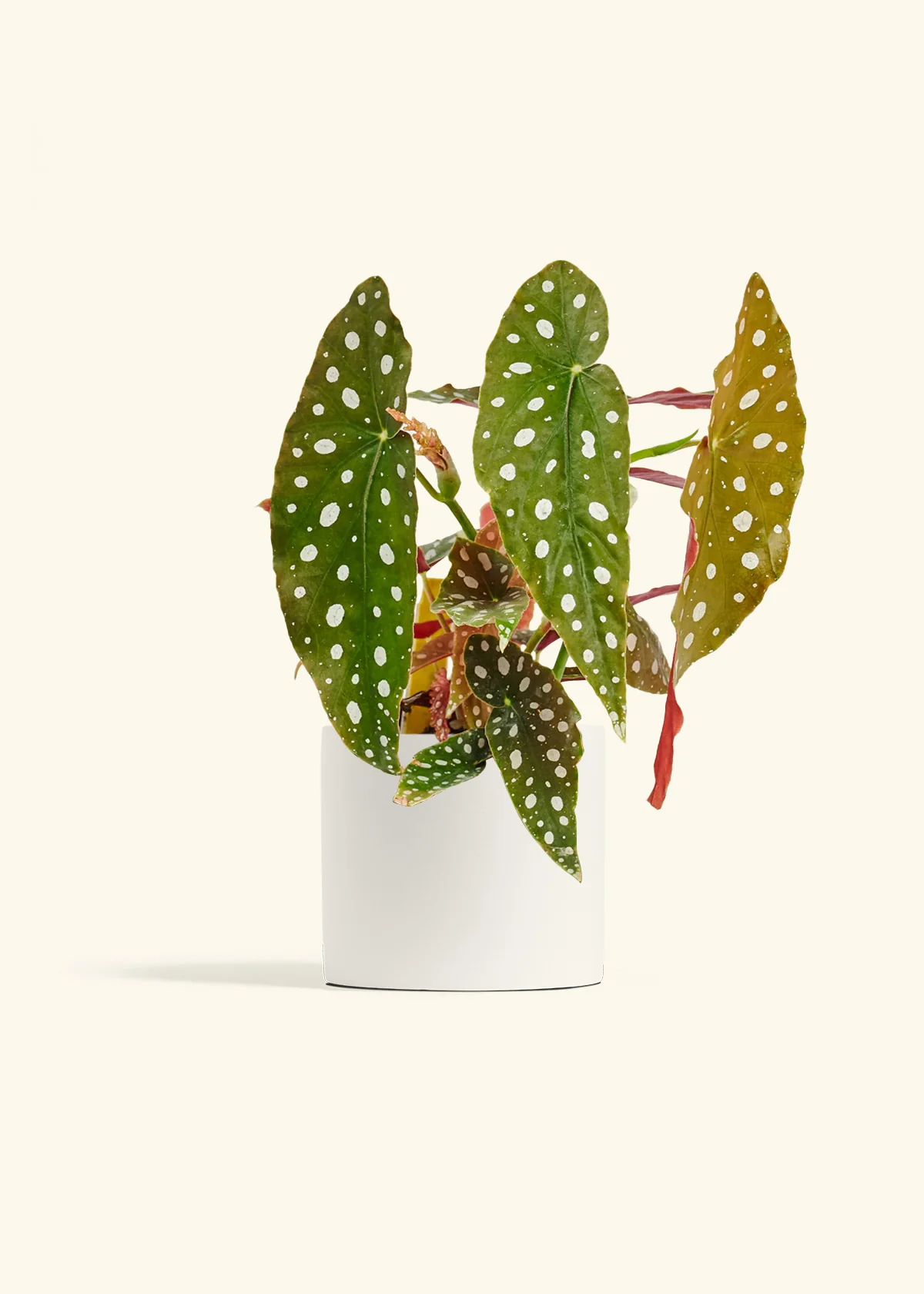 Begonia maculata - Image 39