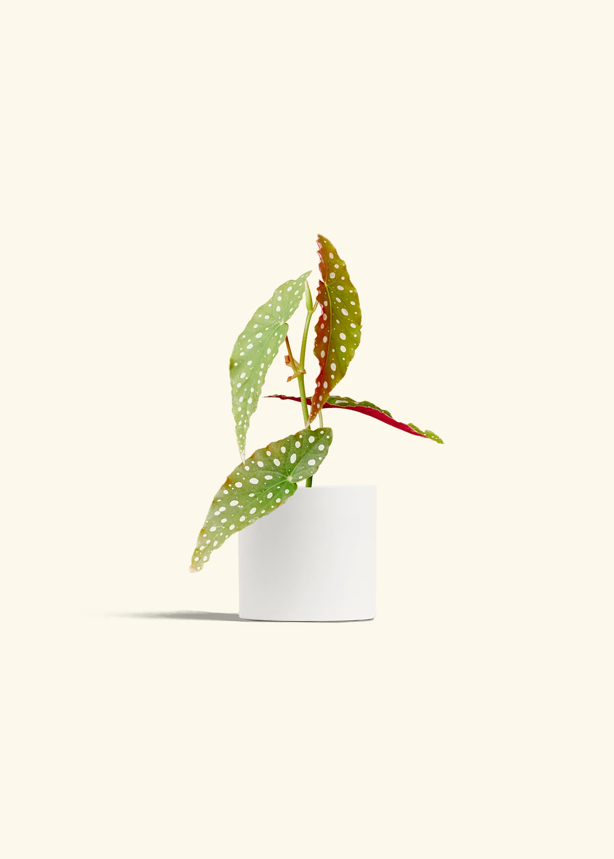 Begonia maculata - Image 4