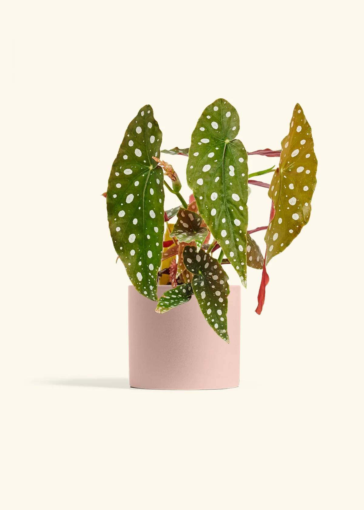 Begonia maculata - Image 40