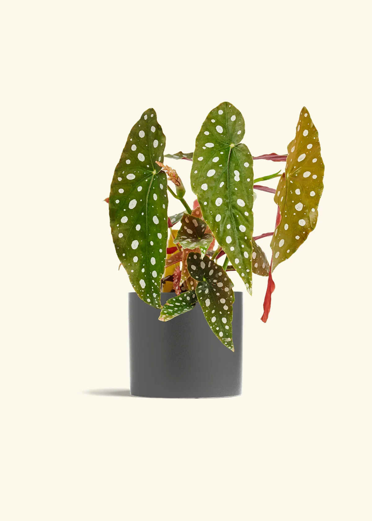 Begonia maculata - Image 41