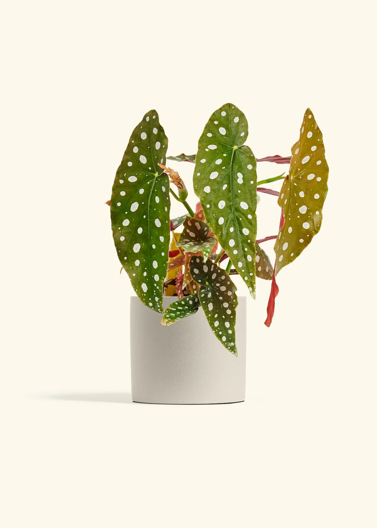 Begonia maculata - Image 42