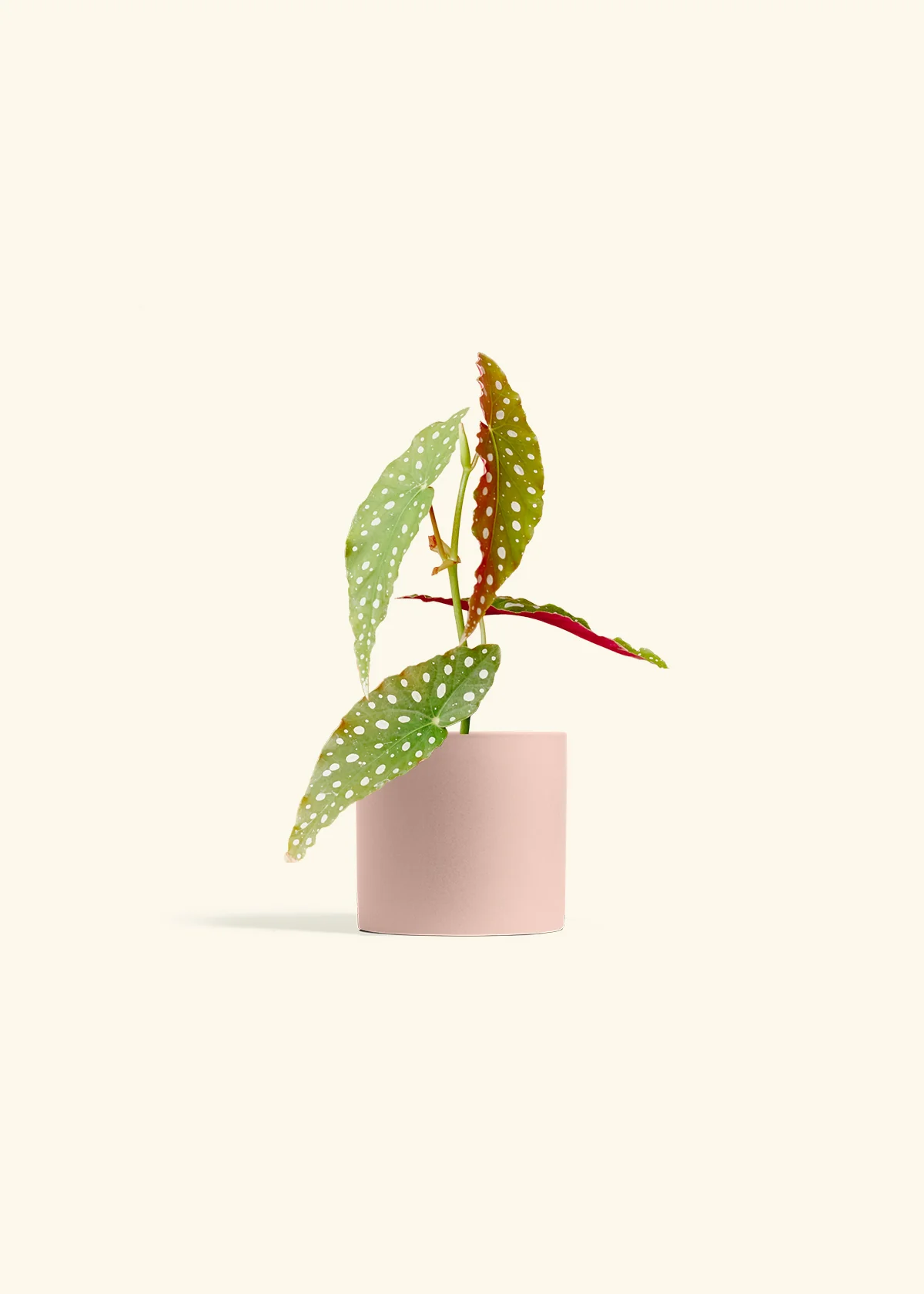 Begonia maculata - Image 5