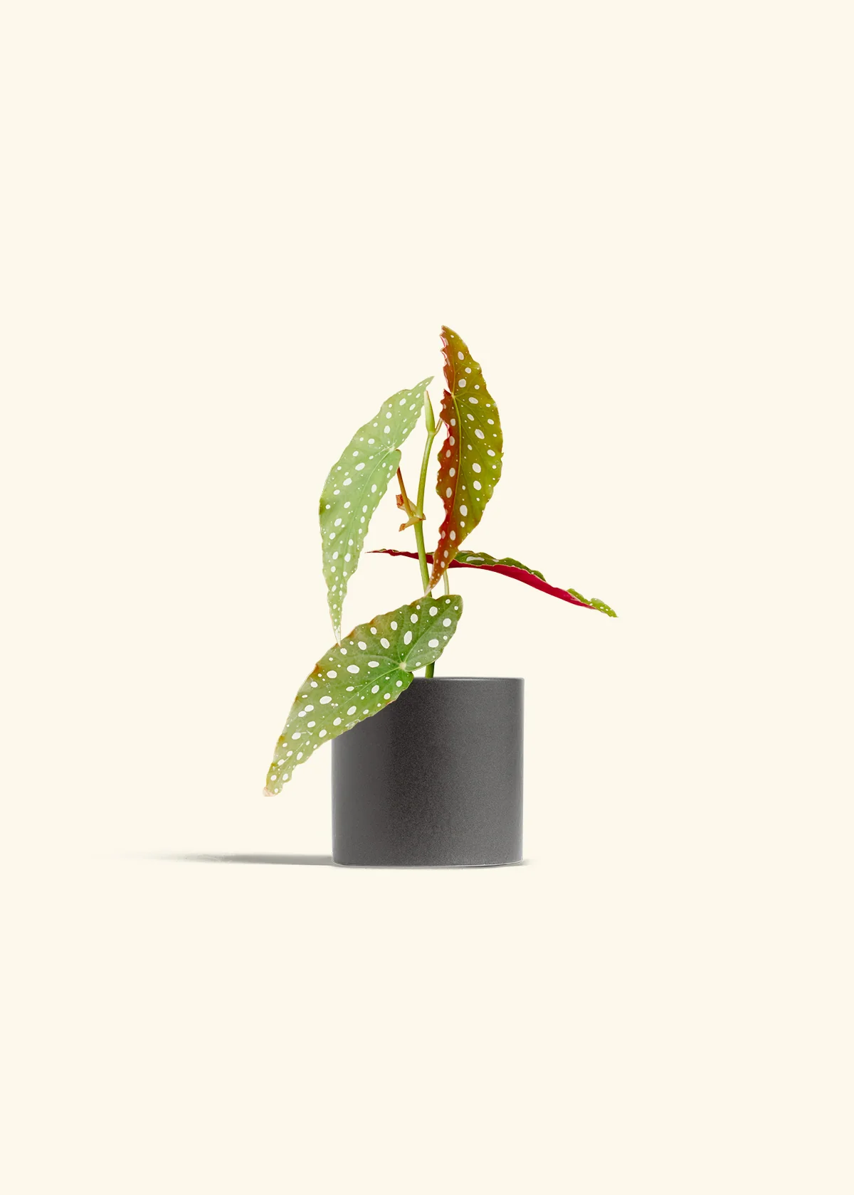 Begonia maculata - Image 6