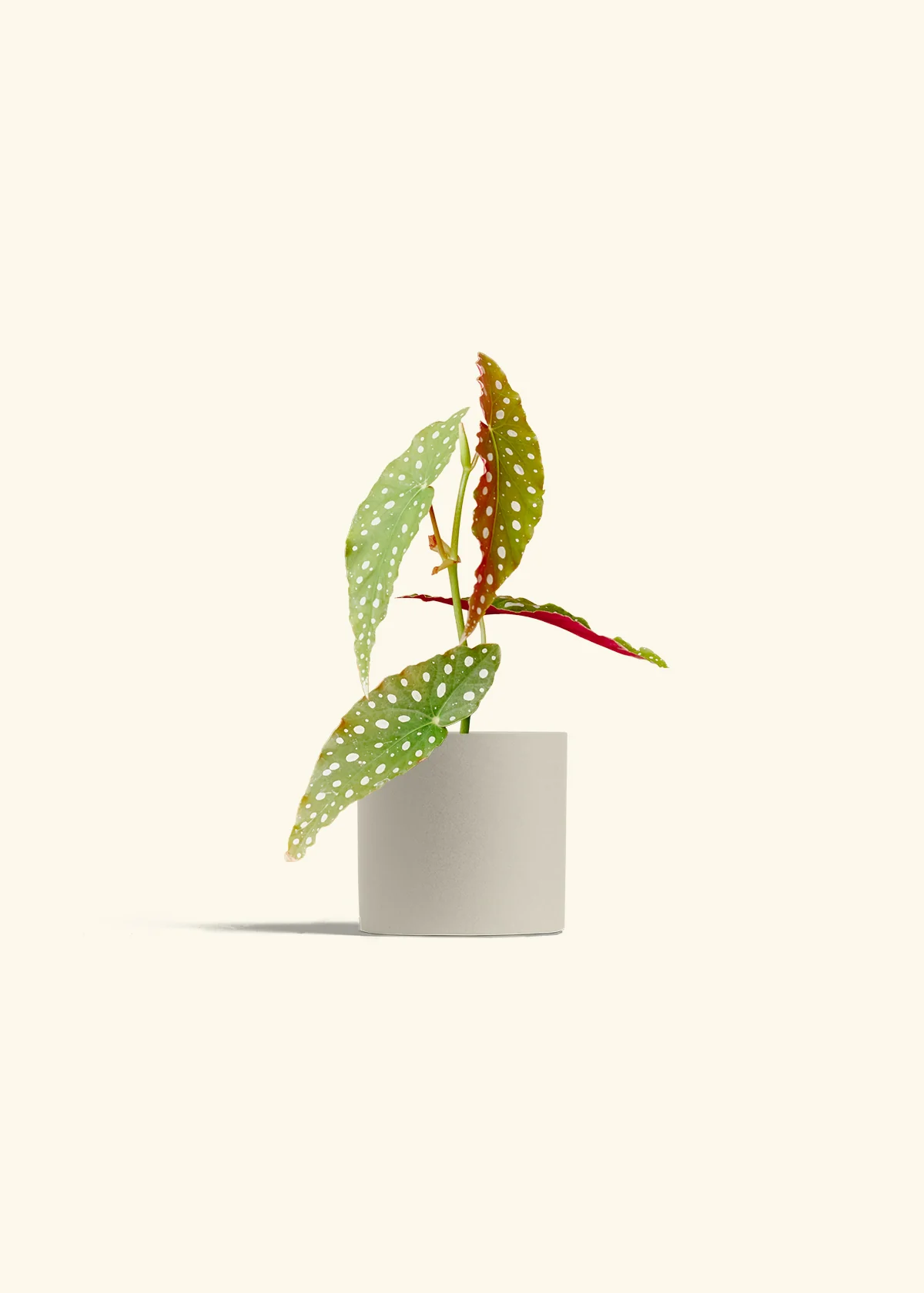 Begonia maculata - Image 7
