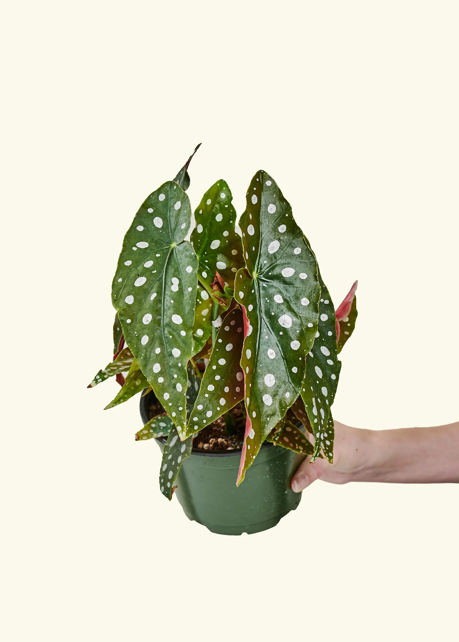 Begonia maculata - Image 8