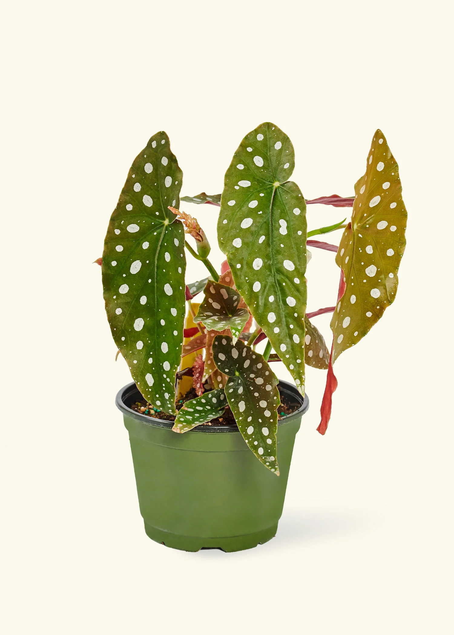 Begonia maculata - Image 9