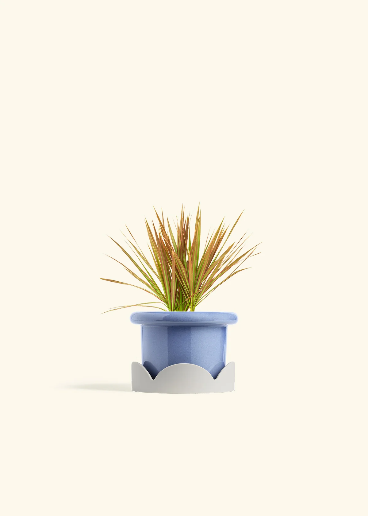 Bicolor Dragon Tree - Image 10