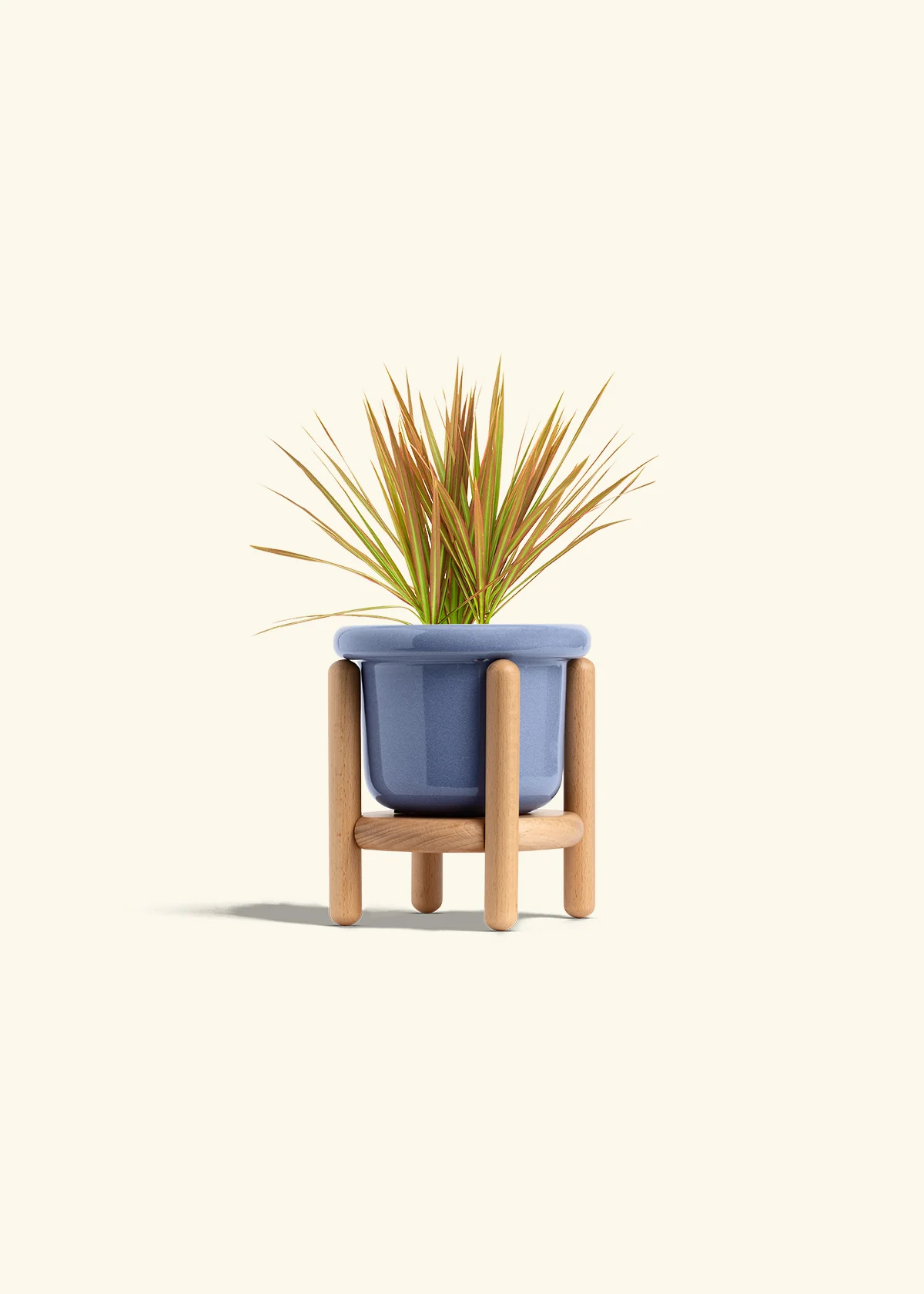 Bicolor Dragon Tree - Image 11