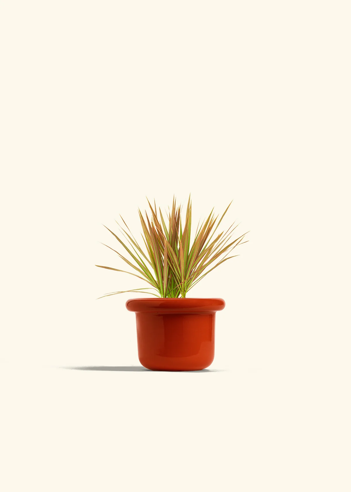 Bicolor Dragon Tree - Image 12