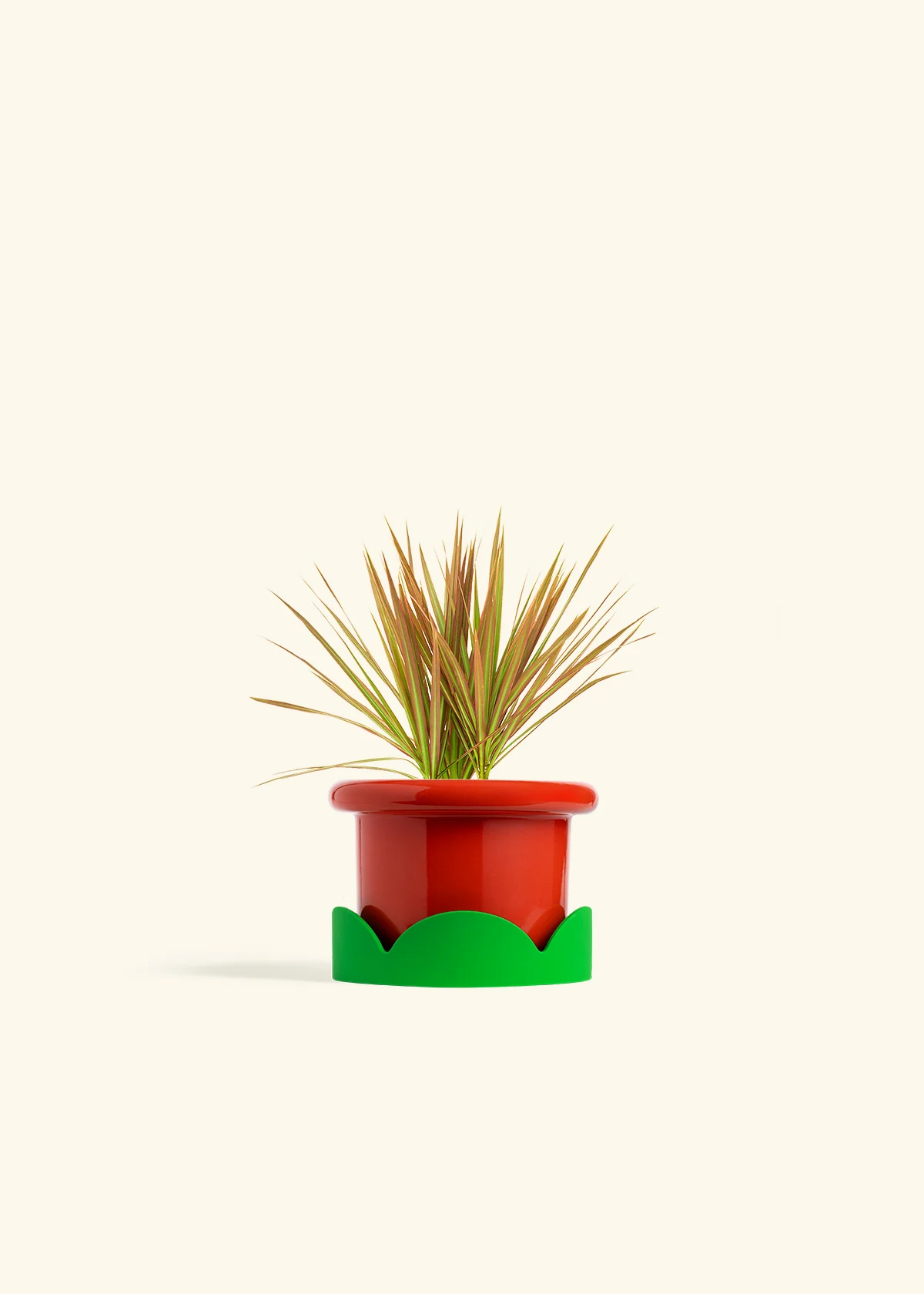 Bicolor Dragon Tree - Image 13