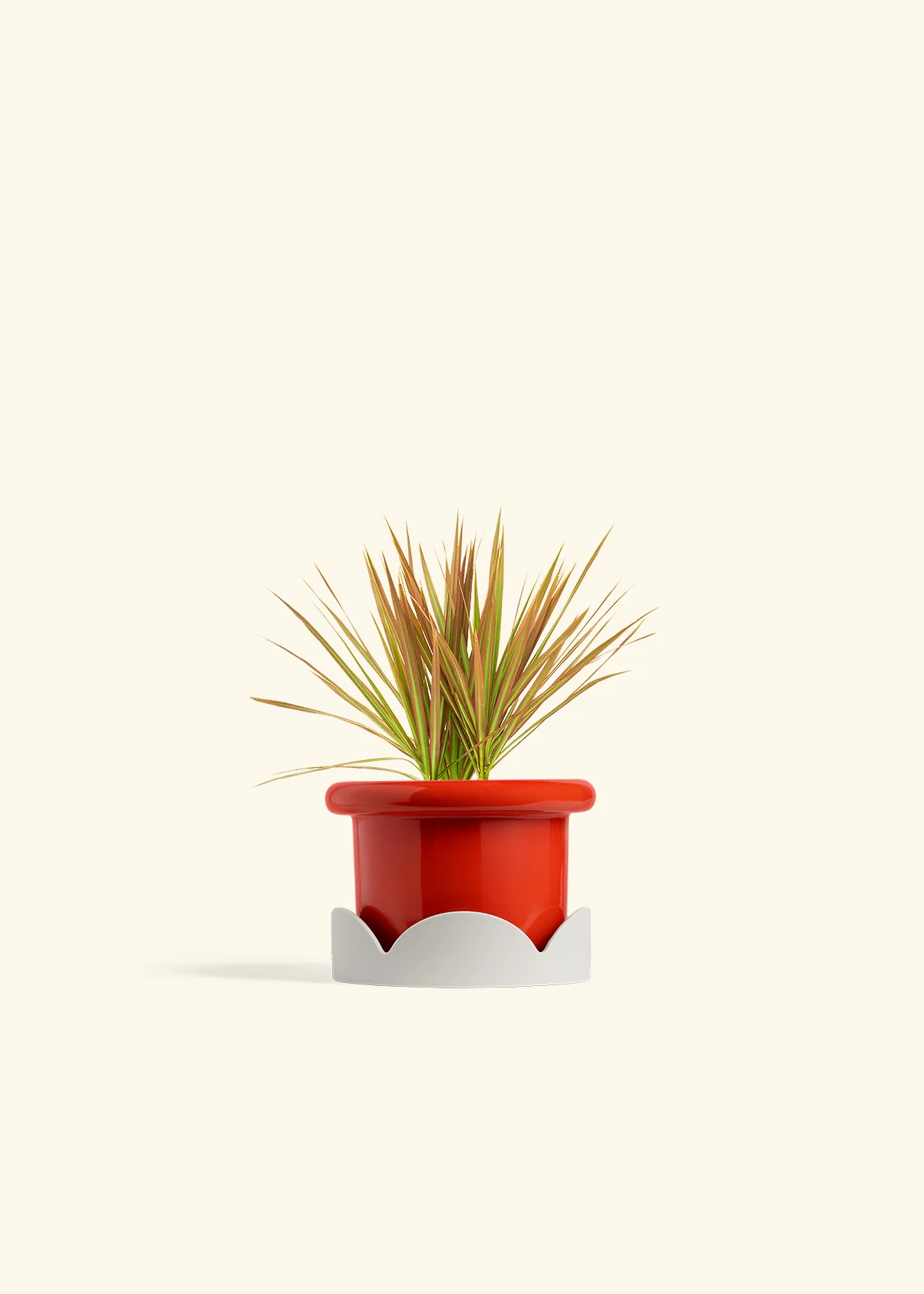 Bicolor Dragon Tree - Image 14
