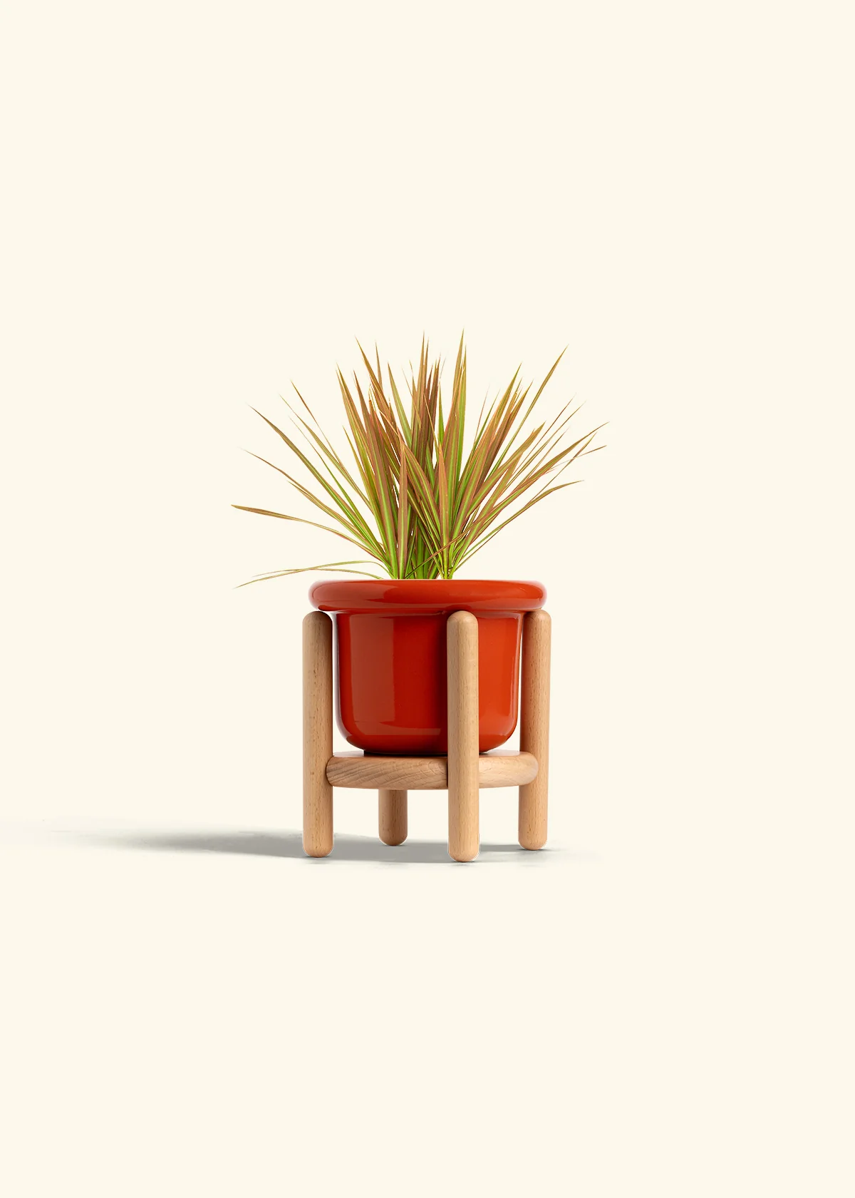 Bicolor Dragon Tree - Image 15