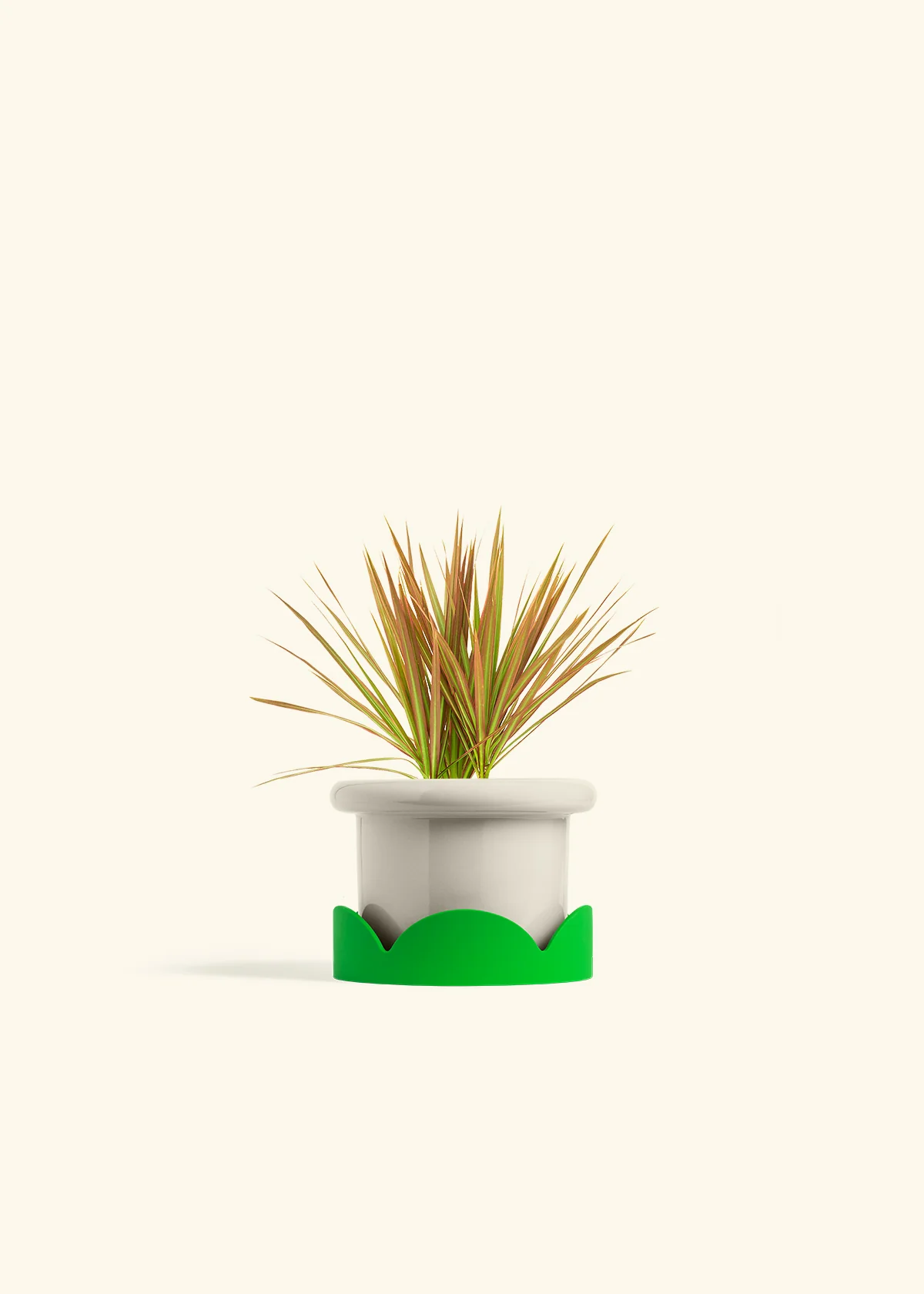 Bicolor Dragon Tree - Image 17