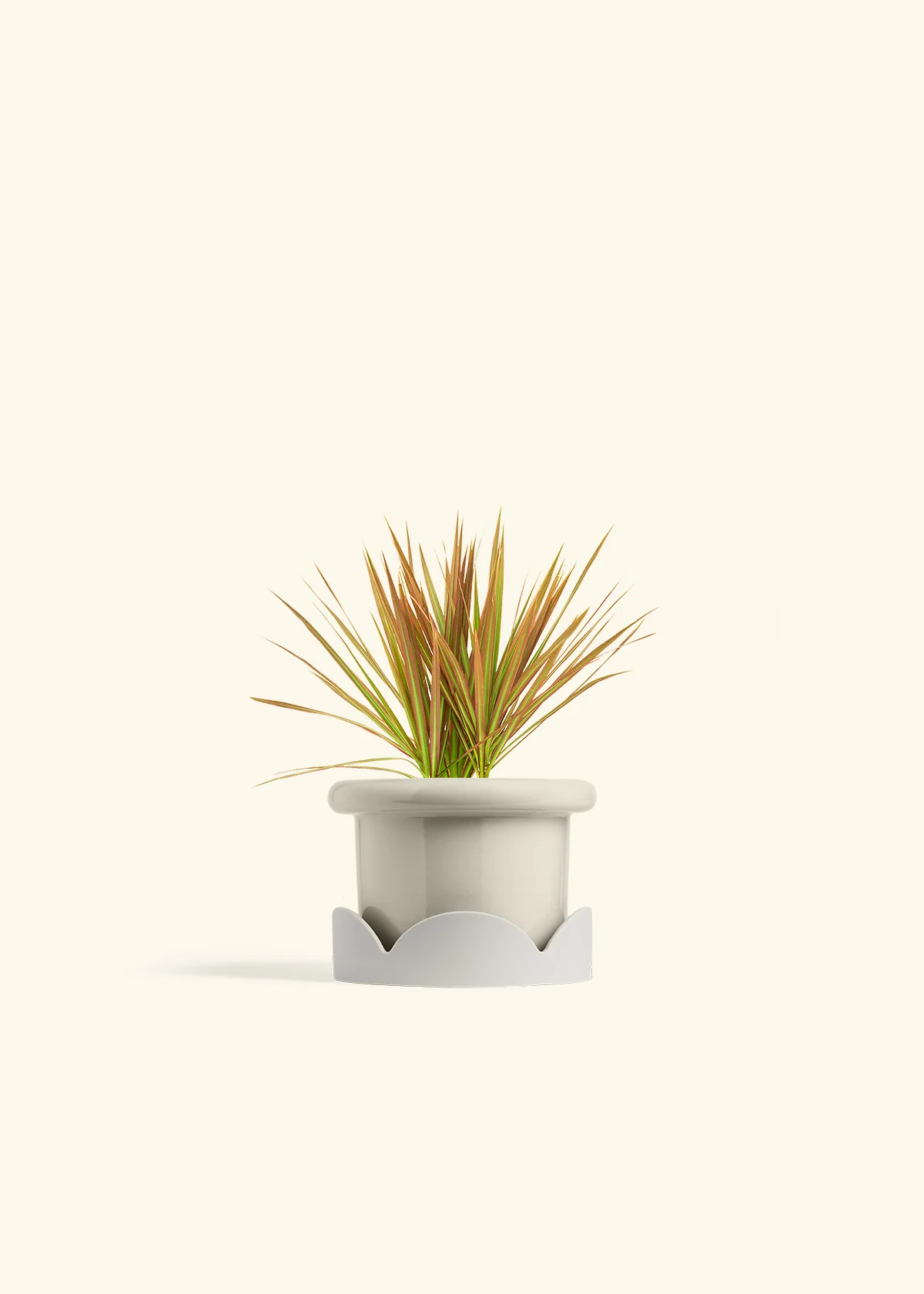 Bicolor Dragon Tree - Image 18