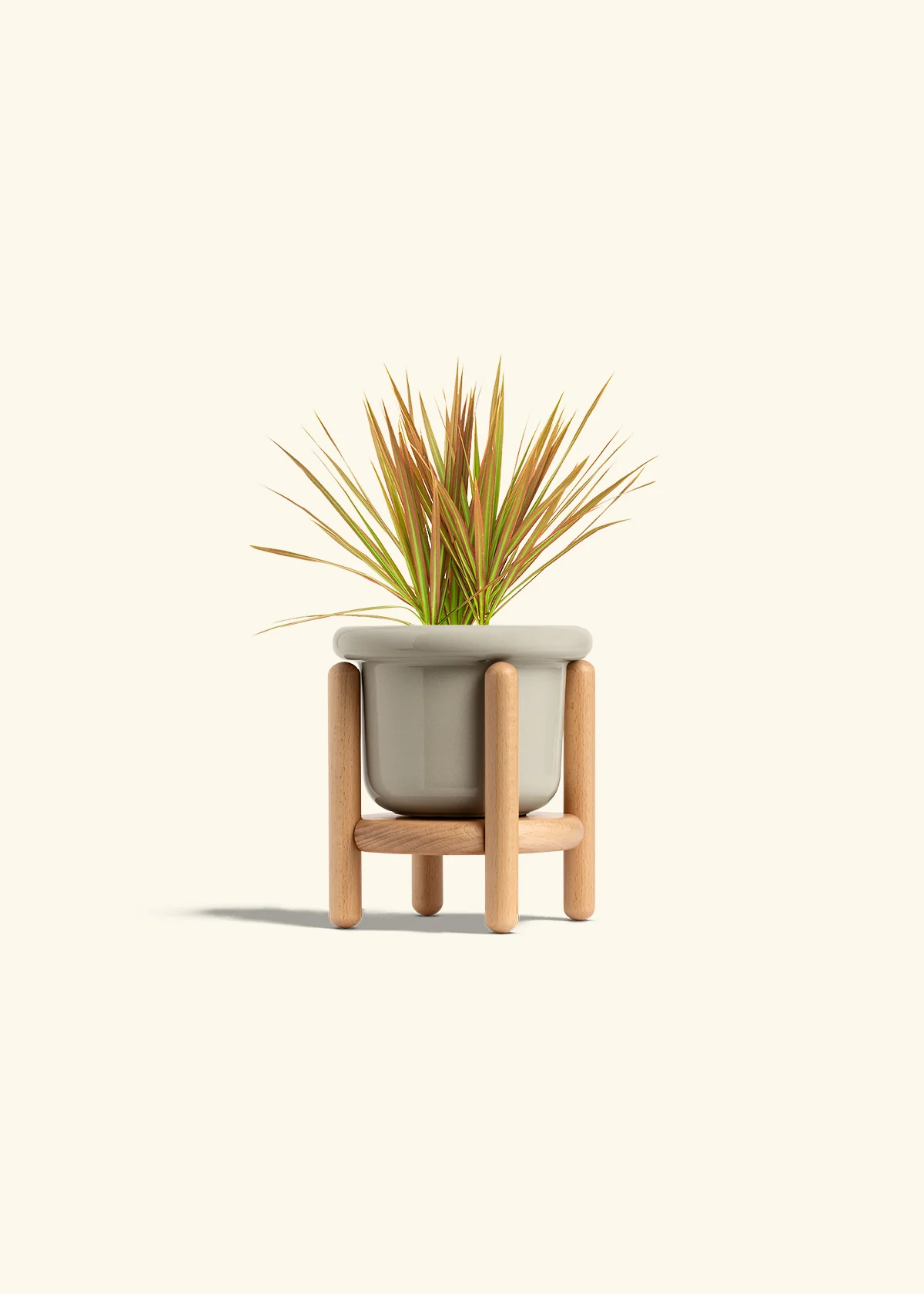 Bicolor Dragon Tree - Image 19