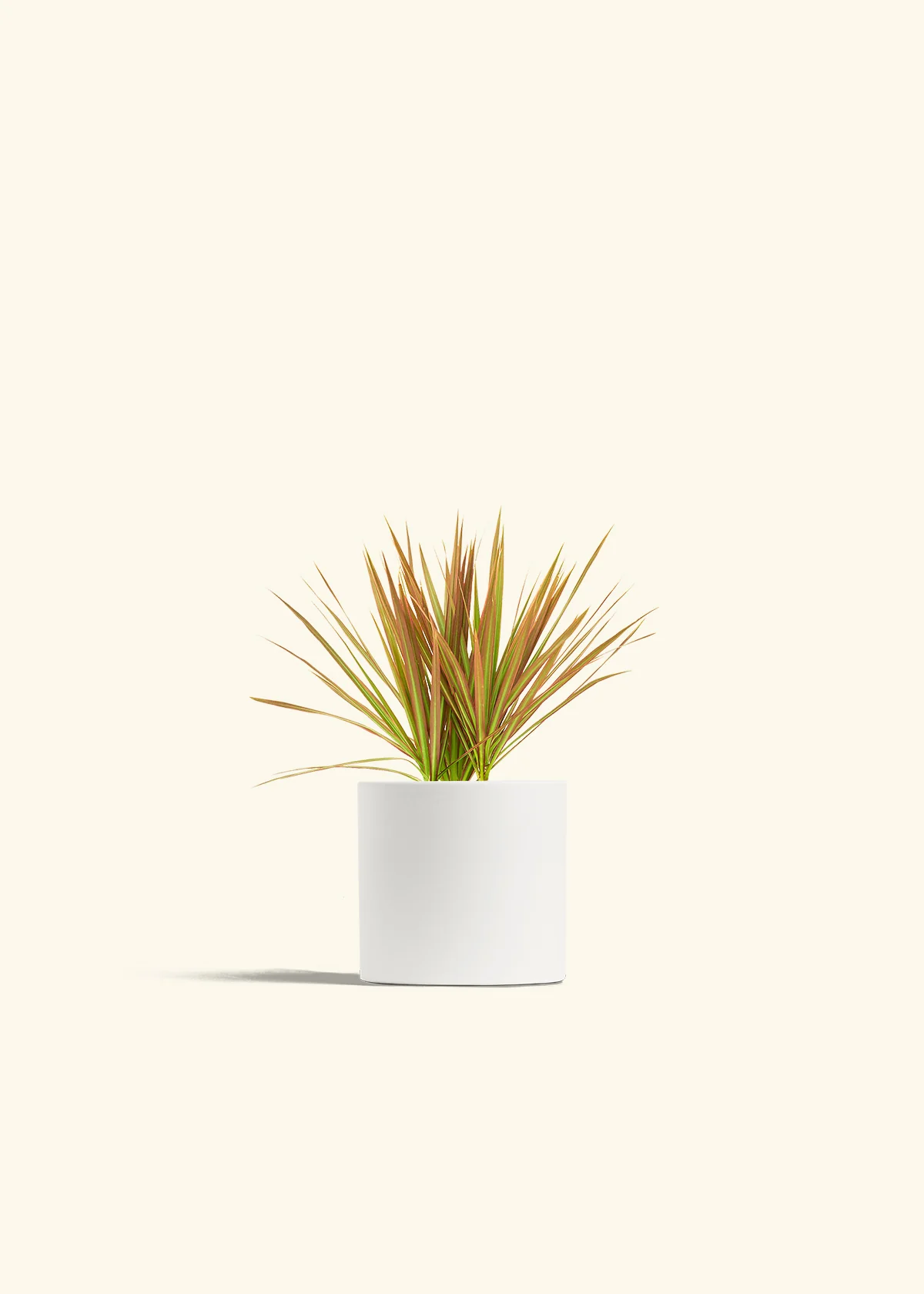 Bicolor Dragon Tree - Image 20