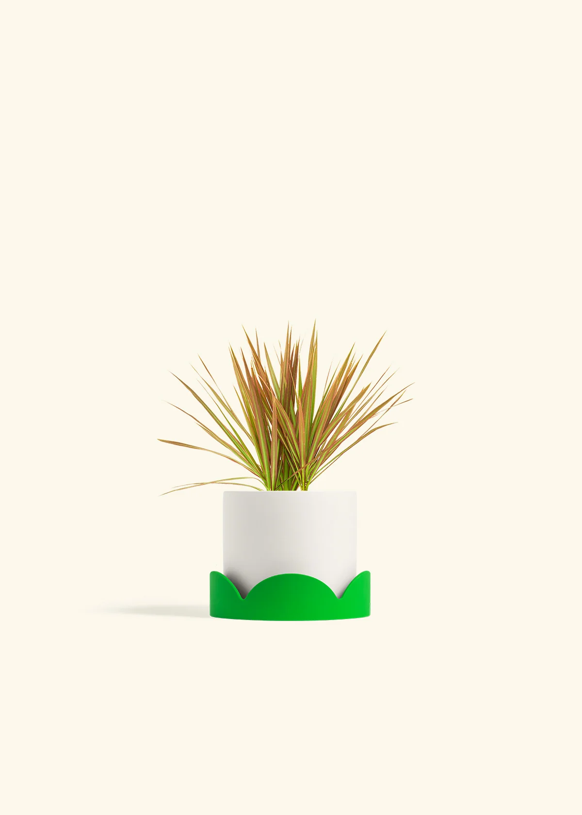 Bicolor Dragon Tree - Image 21