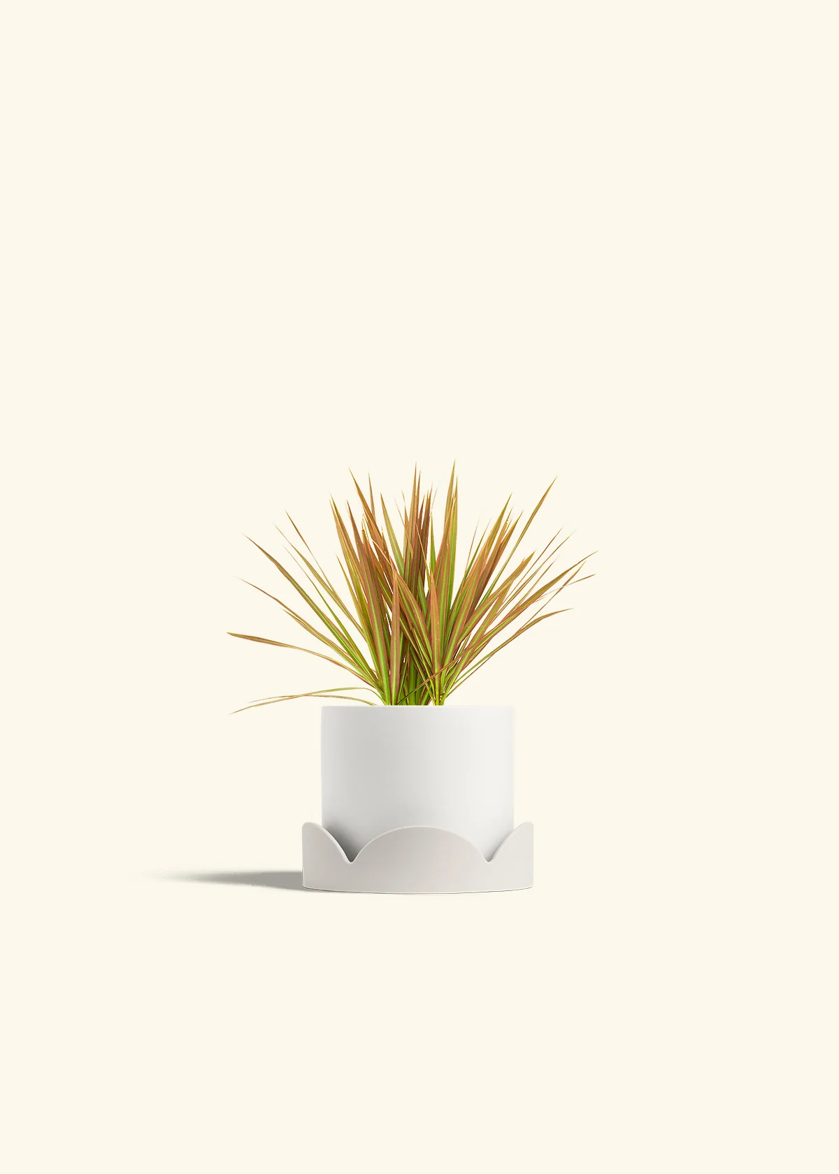 Bicolor Dragon Tree - Image 22