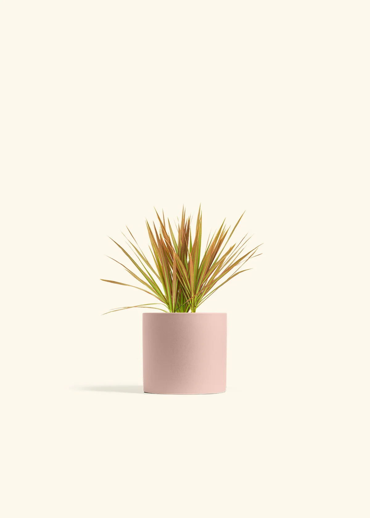 Bicolor Dragon Tree - Image 23
