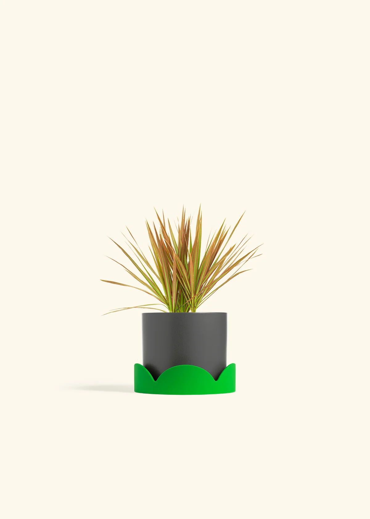Bicolor Dragon Tree - Image 25