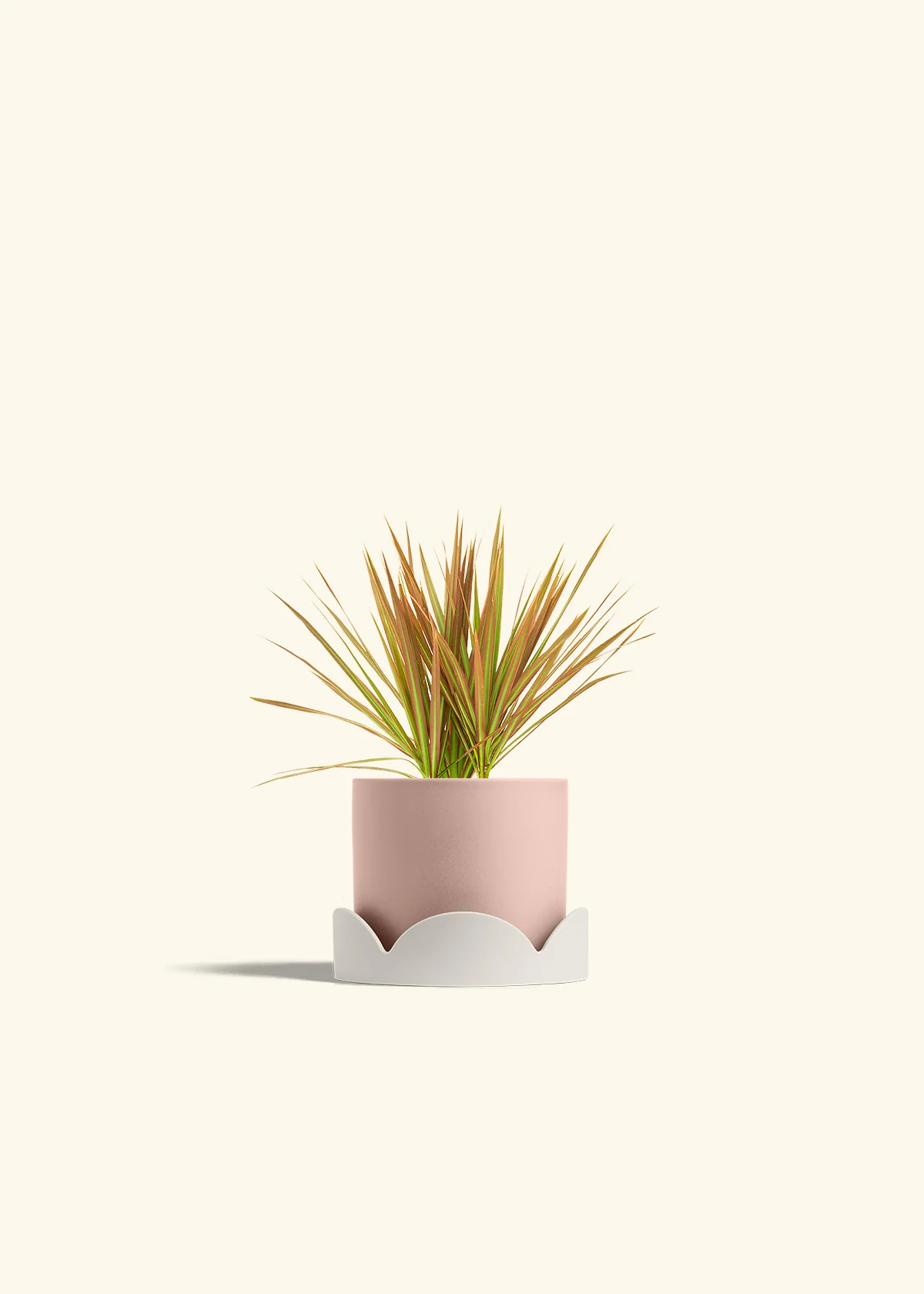 Bicolor Dragon Tree - Image 26