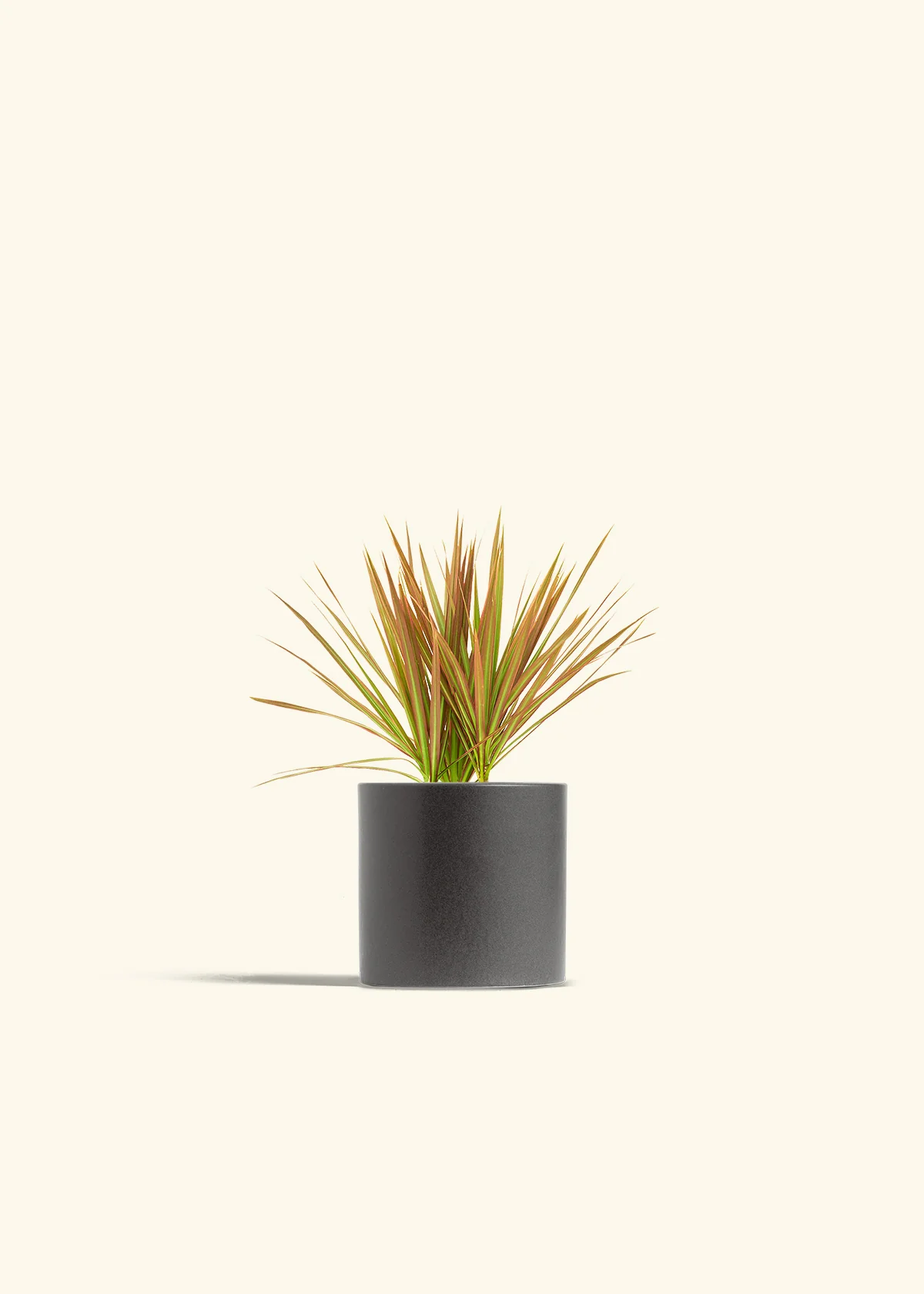 Bicolor Dragon Tree - Image 28