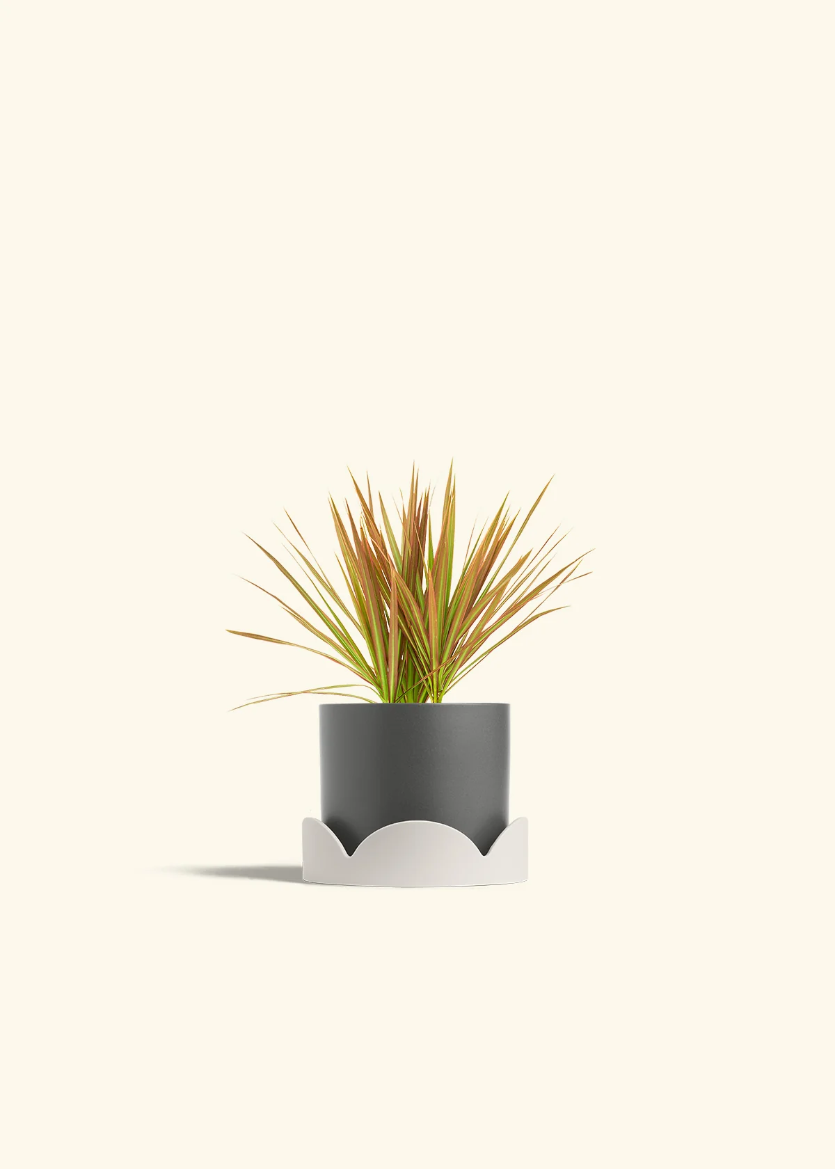 Bicolor Dragon Tree - Image 29