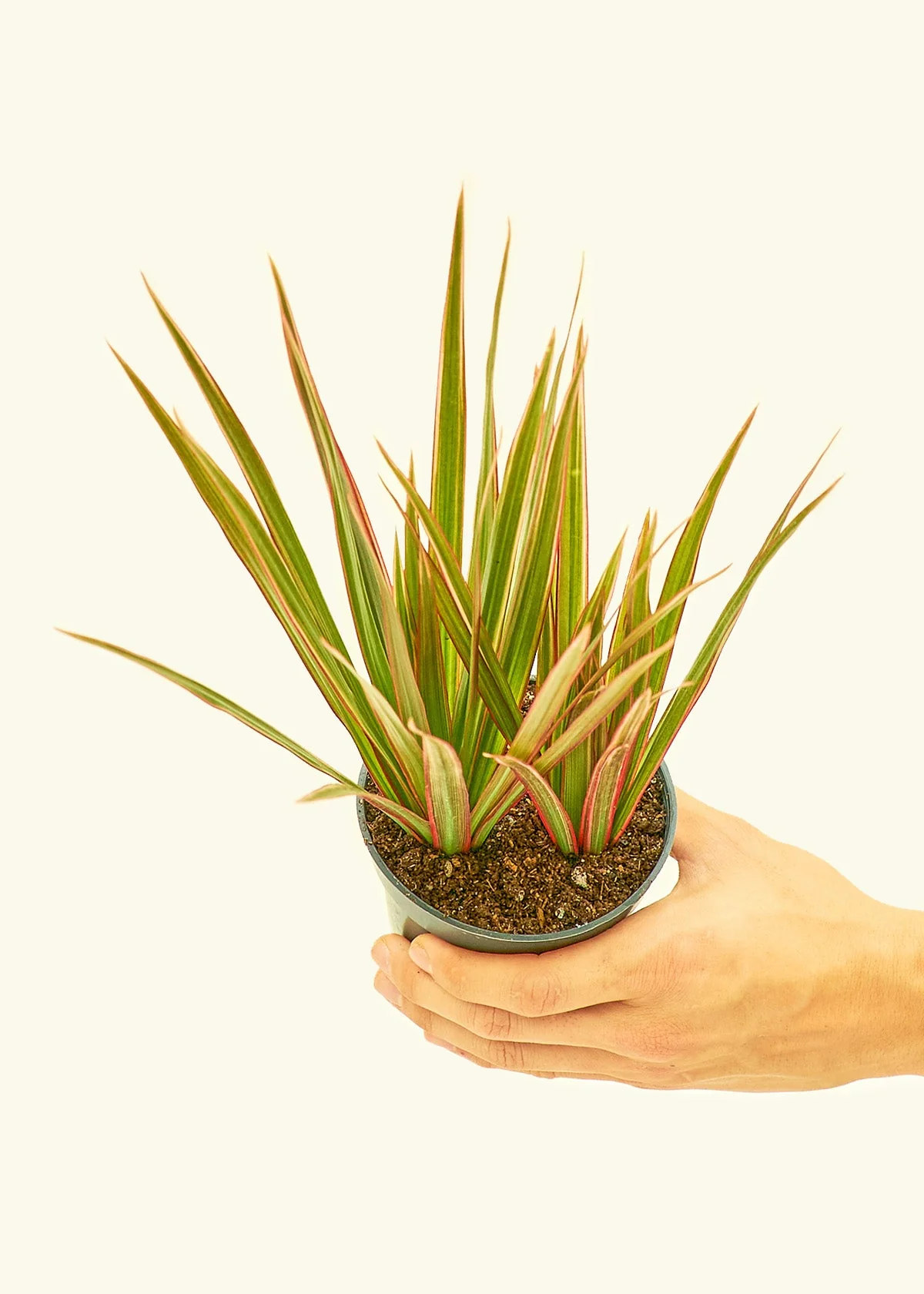 Bicolor Dragon Tree - Image 3