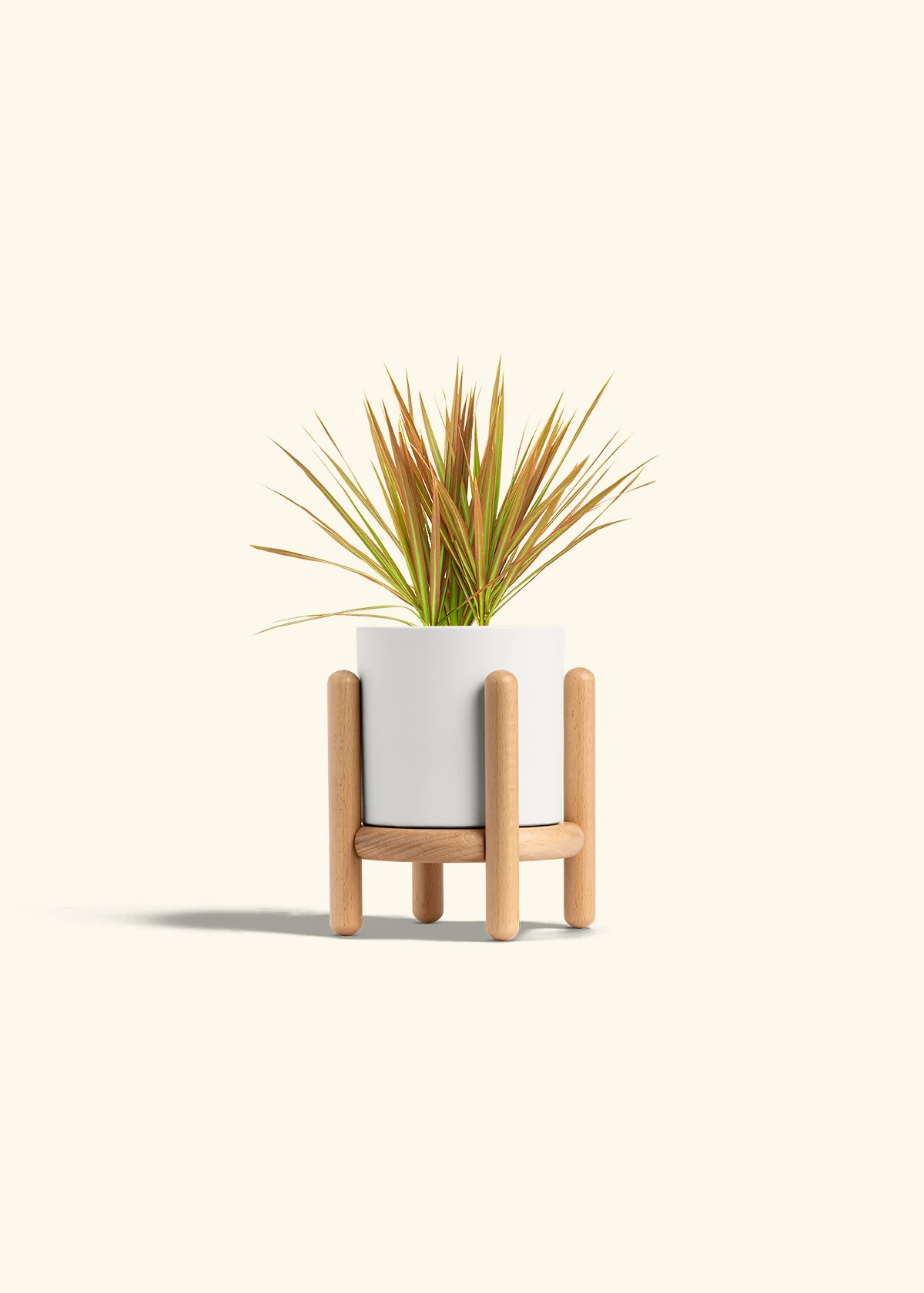 Bicolor Dragon Tree - Image 30
