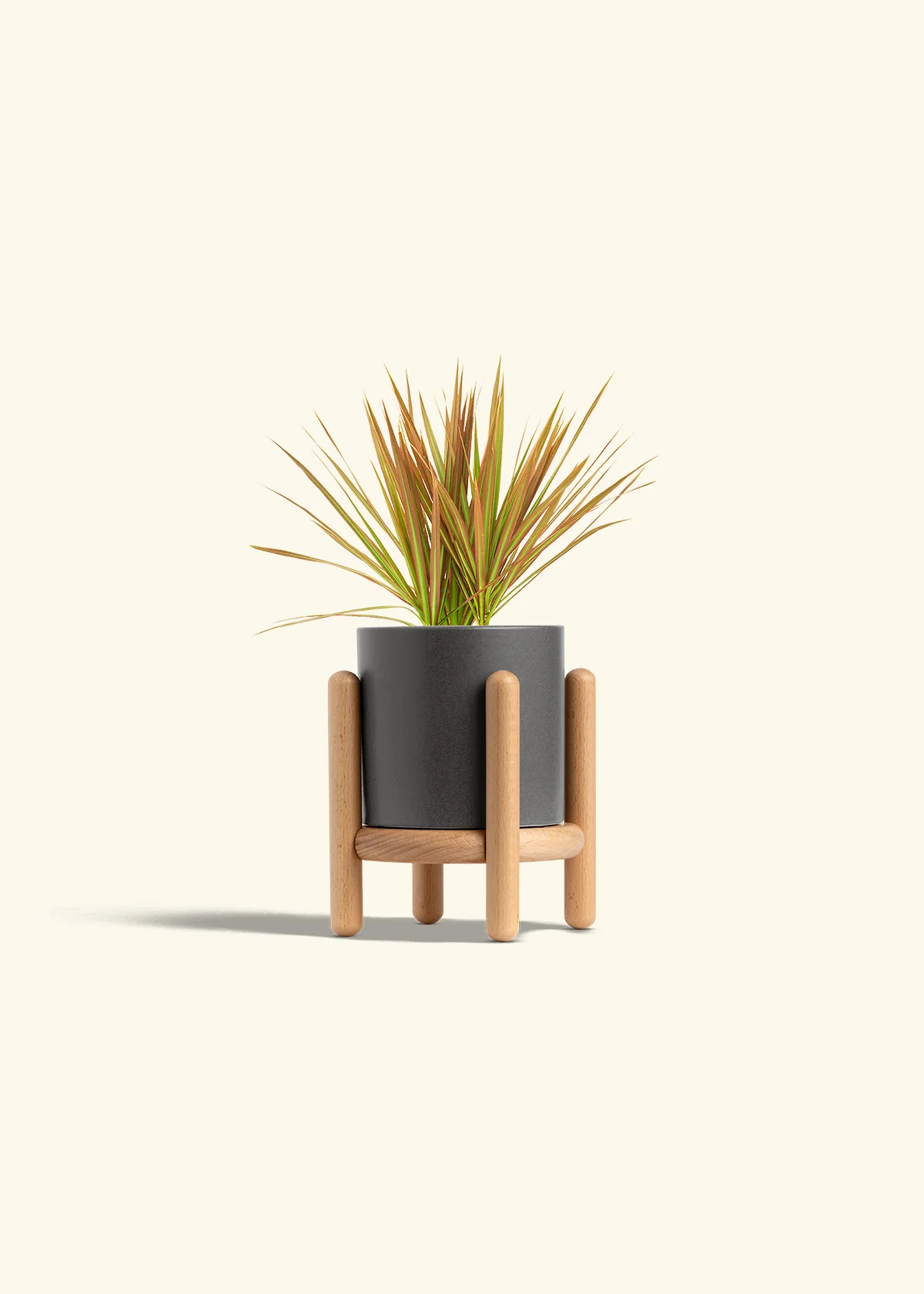 Bicolor Dragon Tree - Image 31