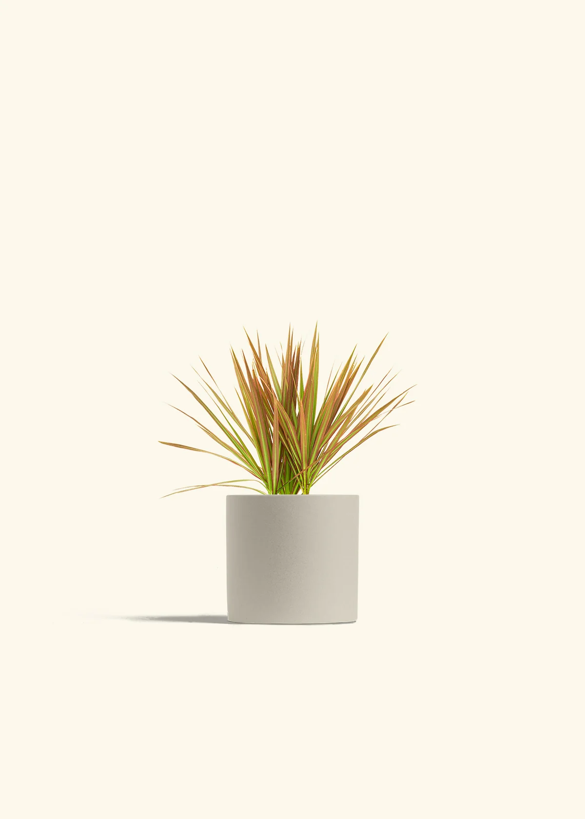 Bicolor Dragon Tree - Image 32