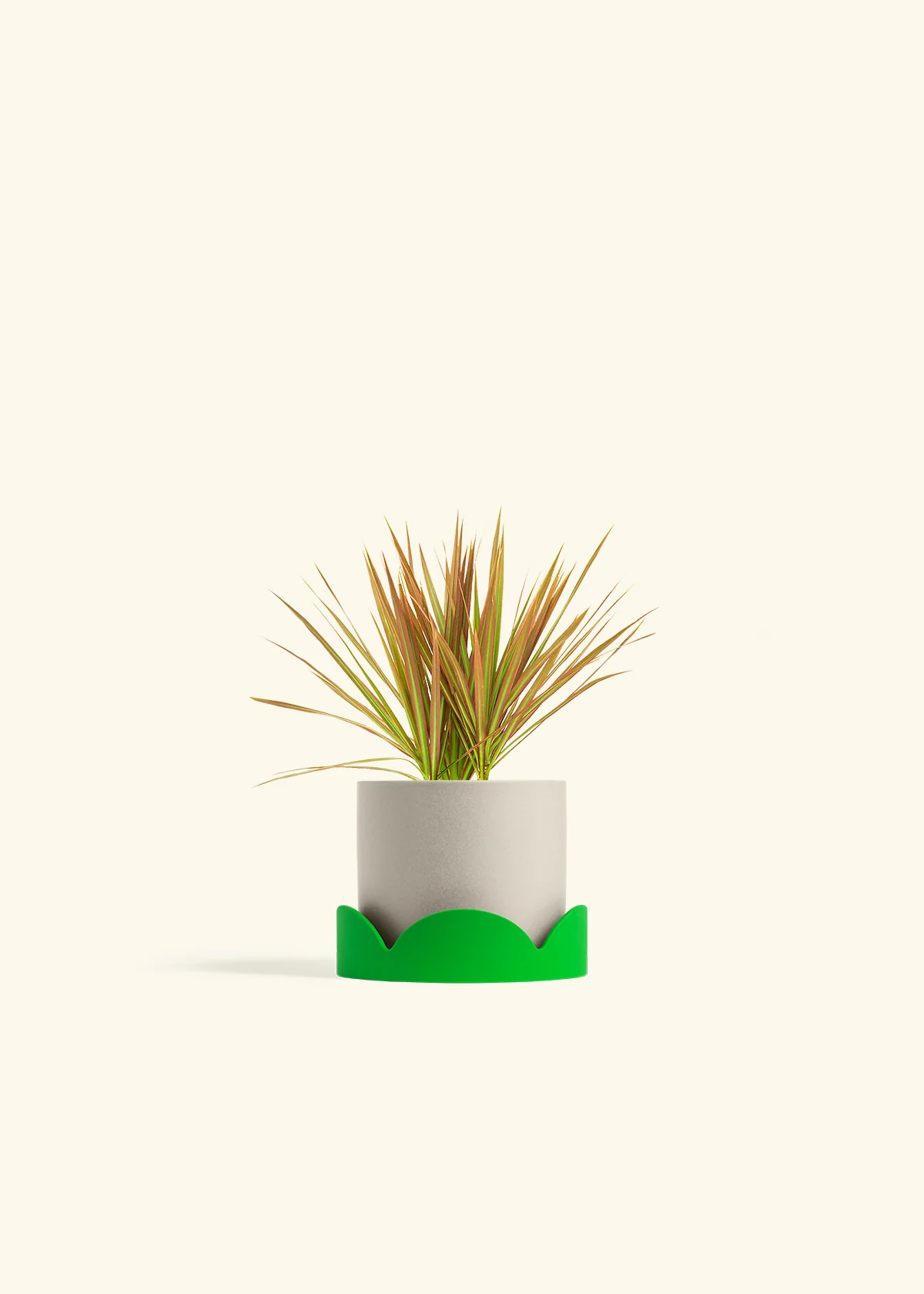Bicolor Dragon Tree - Image 33
