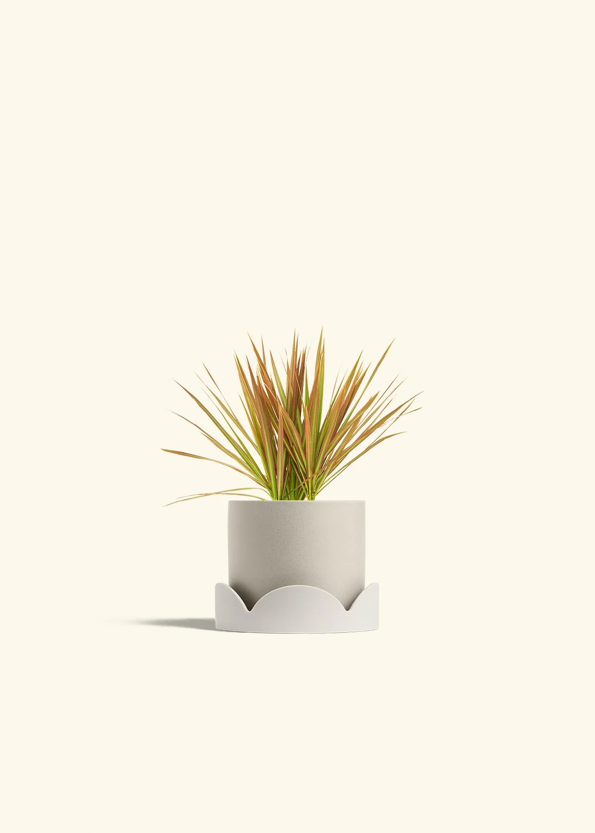 Bicolor Dragon Tree - Image 34