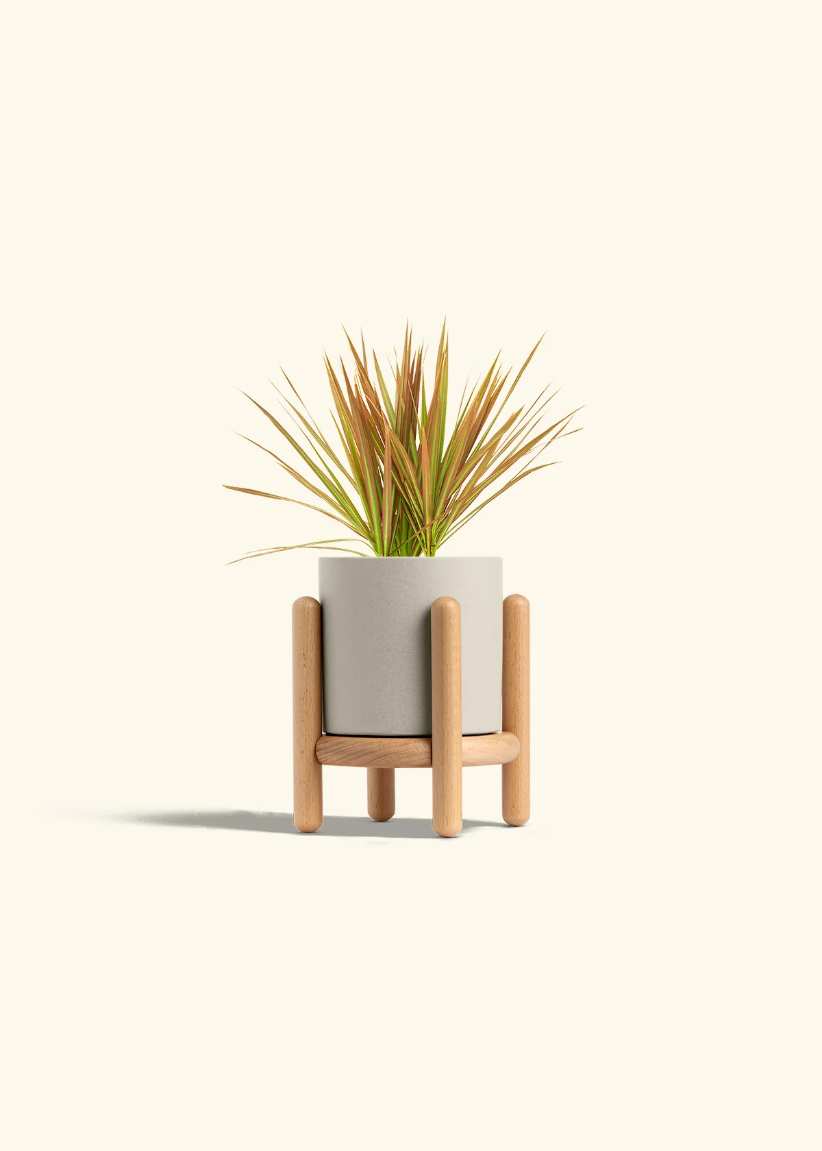 Bicolor Dragon Tree - Image 35