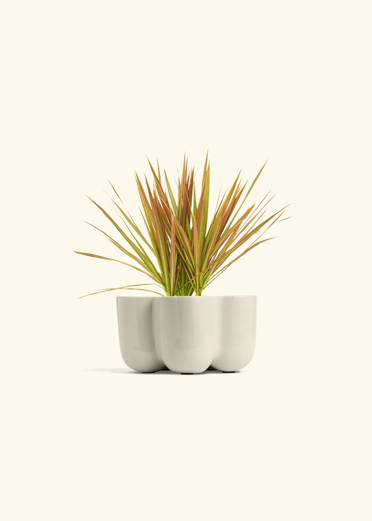 Bicolor Dragon Tree - Image 36