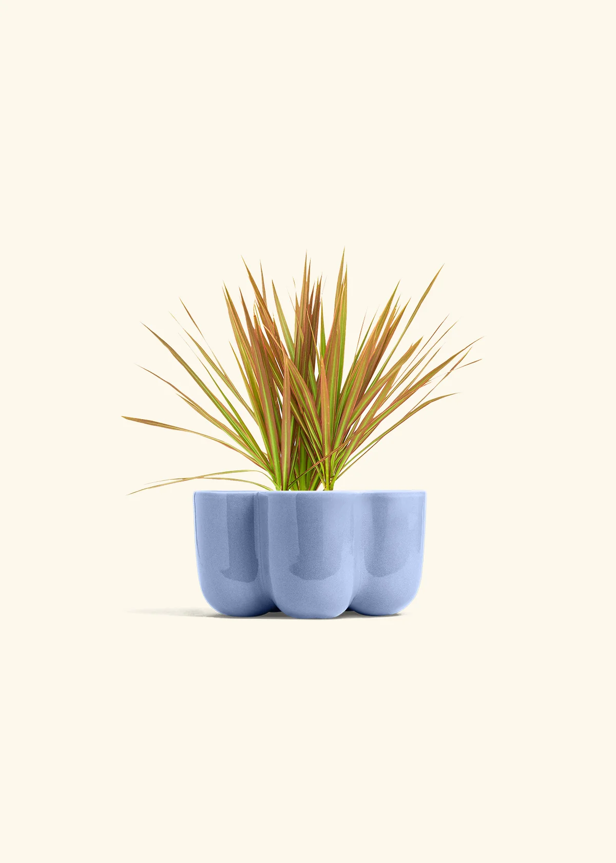 Bicolor Dragon Tree - Image 37