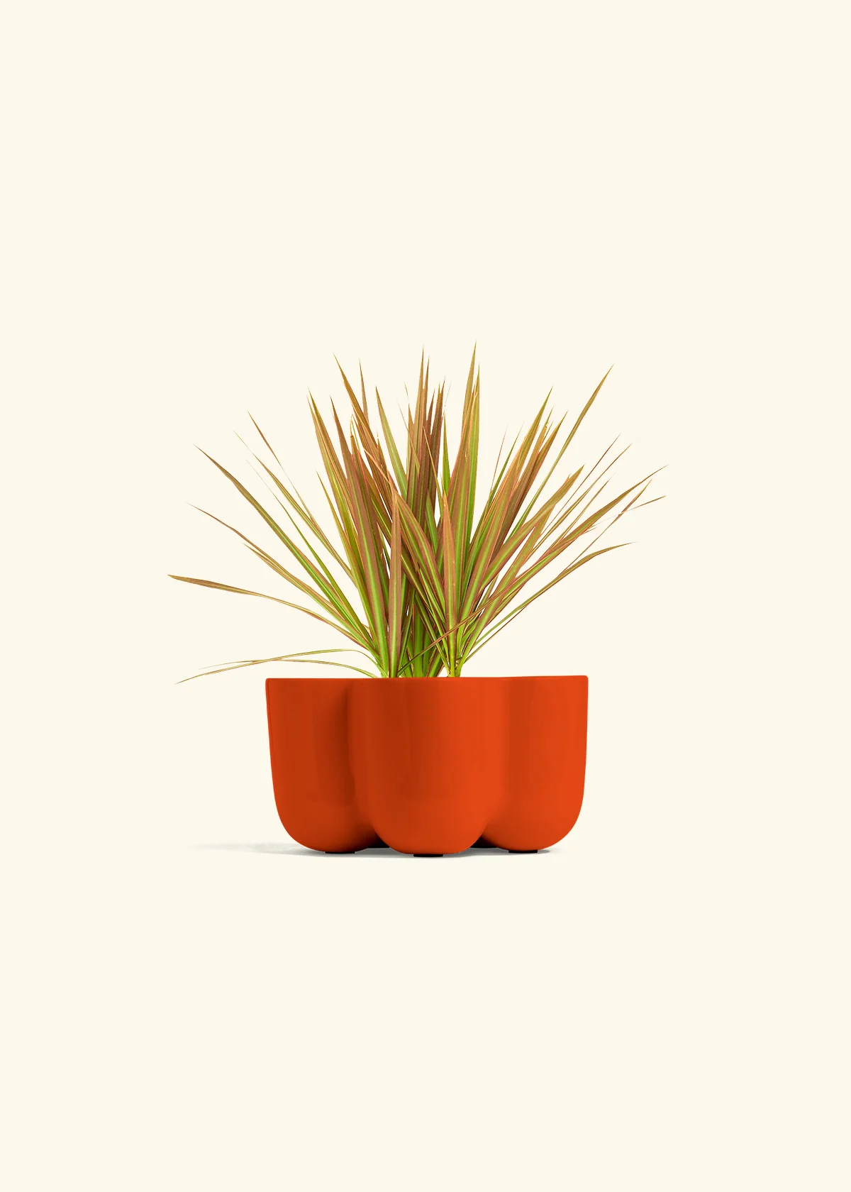 Bicolor Dragon Tree - Image 38
