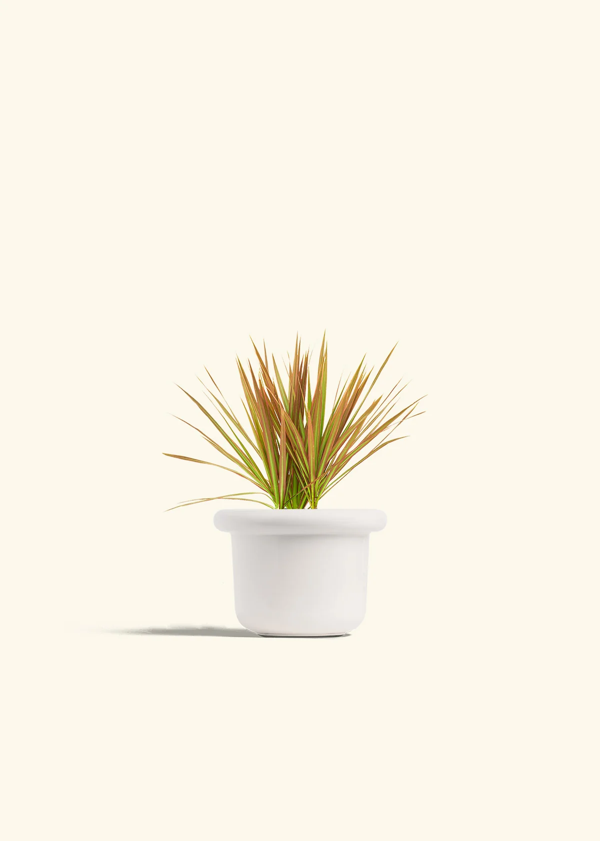 Bicolor Dragon Tree - Image 4