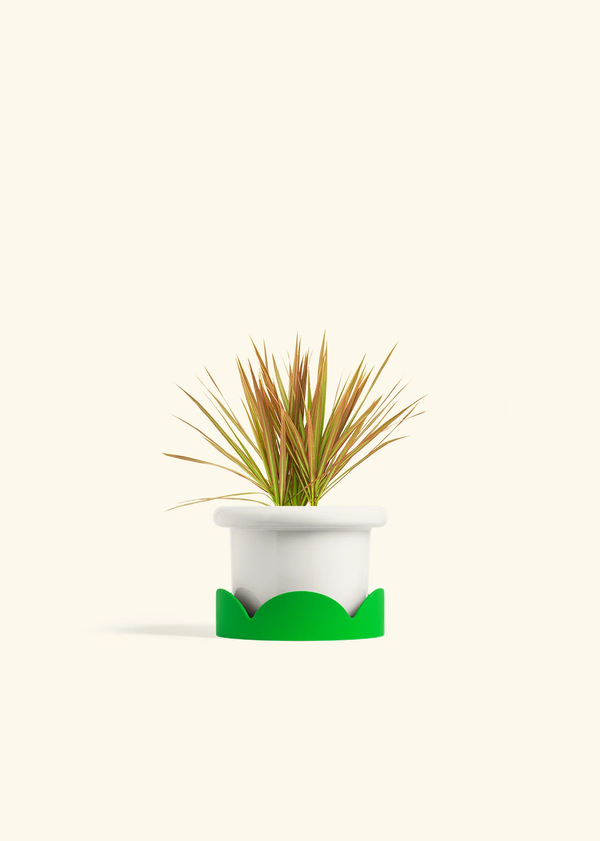 Bicolor Dragon Tree - Image 5