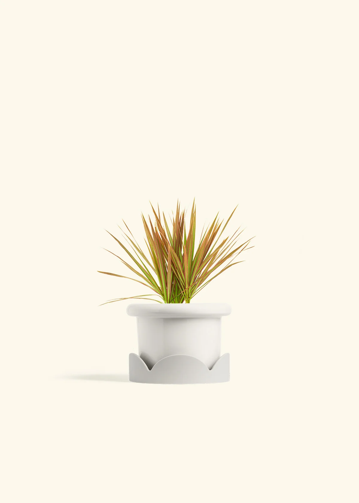 Bicolor Dragon Tree - Image 6