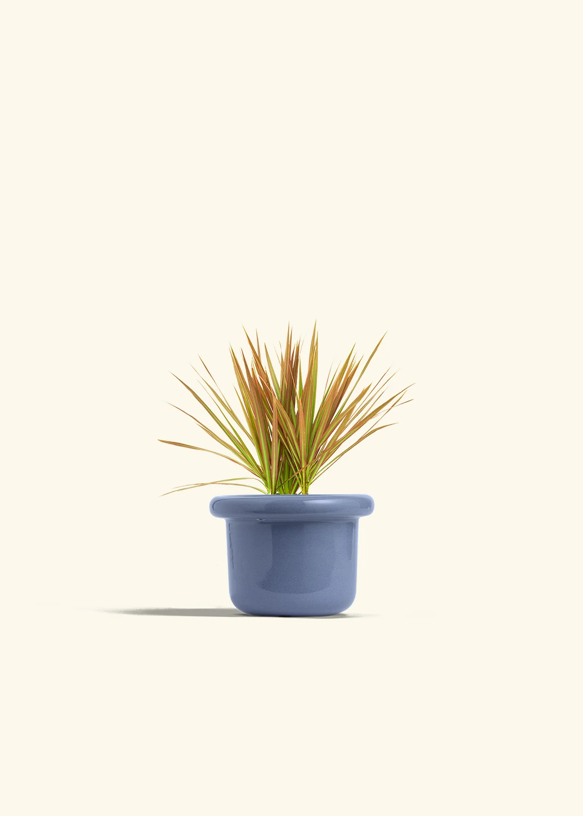 Bicolor Dragon Tree - Image 8