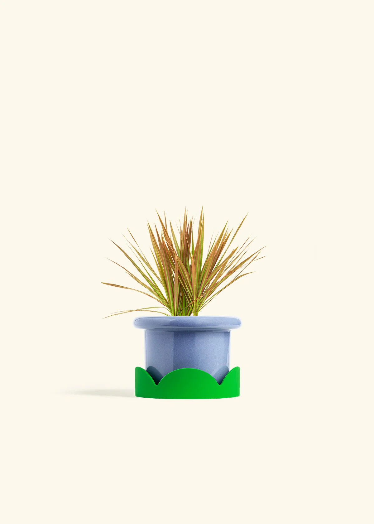 Bicolor Dragon Tree - Image 9