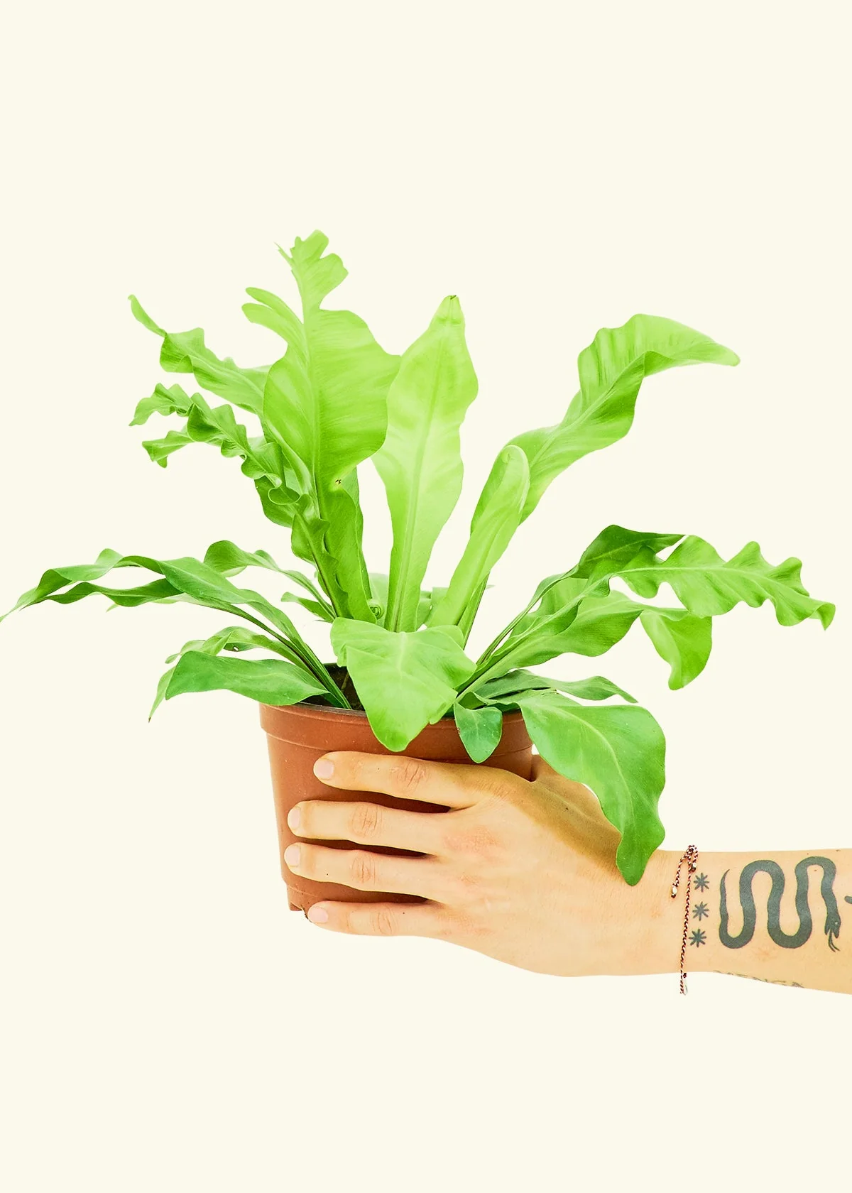 Bird's Nest Fern - Image 10