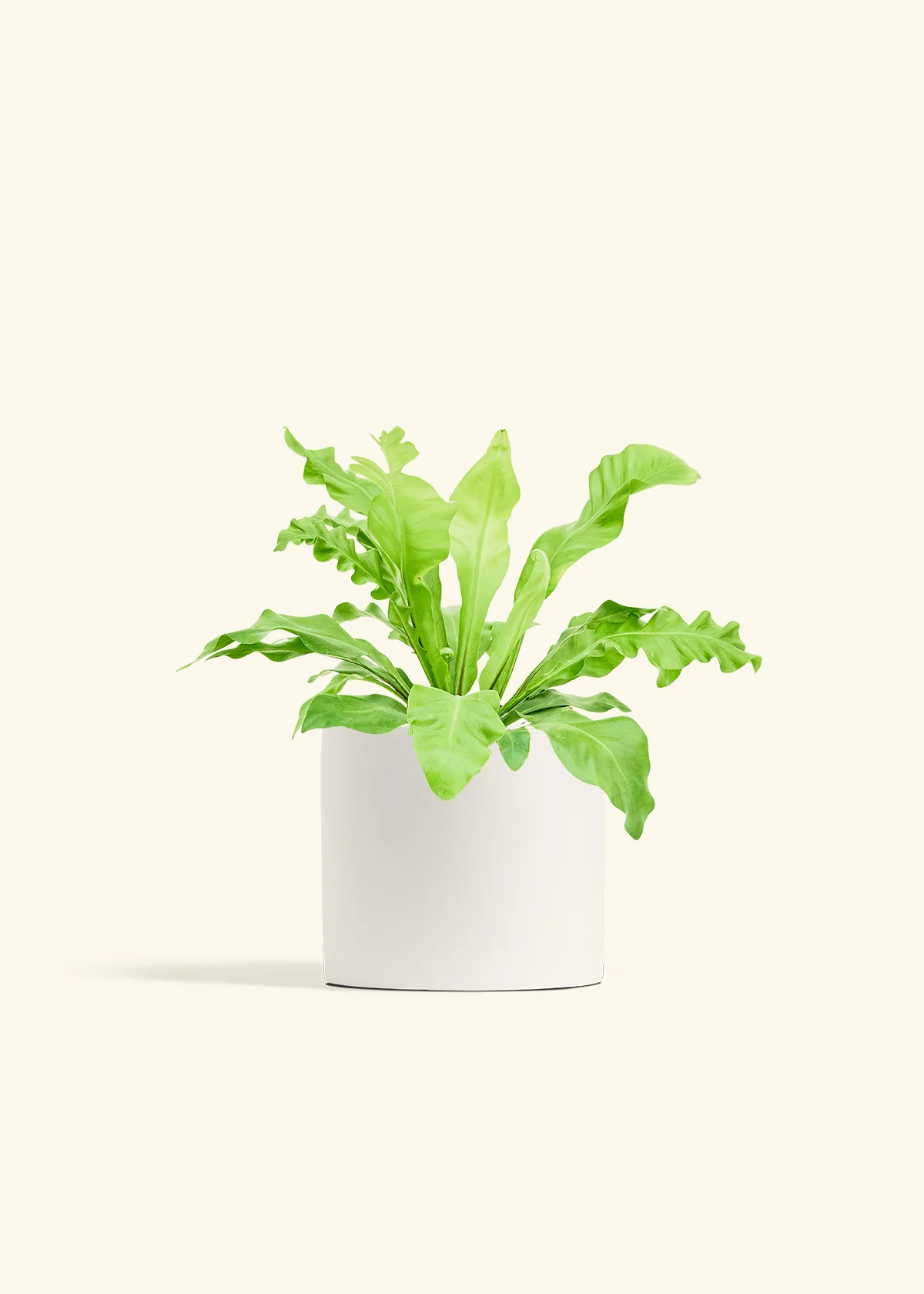 Bird's Nest Fern - Image 11