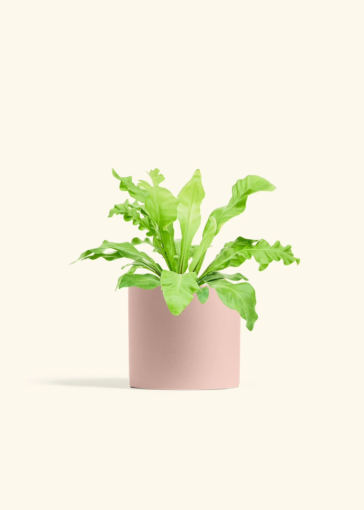 Bird's Nest Fern - Image 12