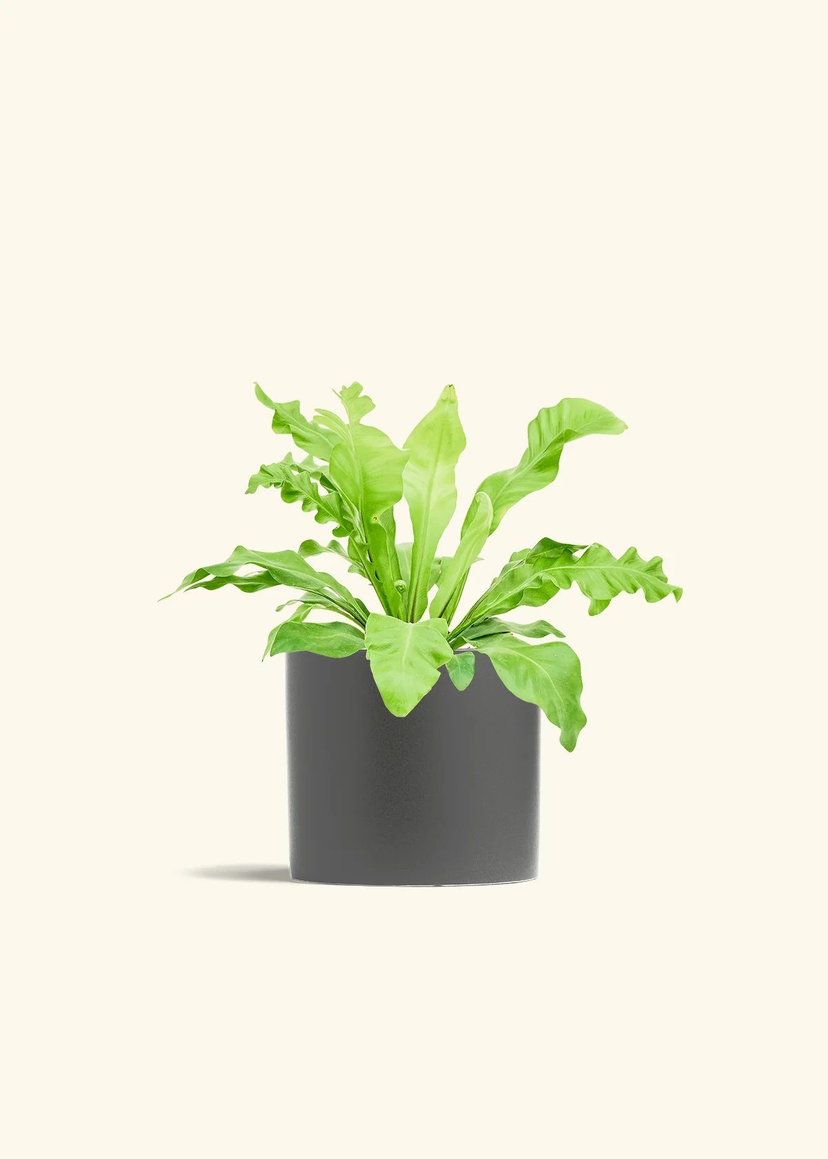 Bird's Nest Fern - Image 13