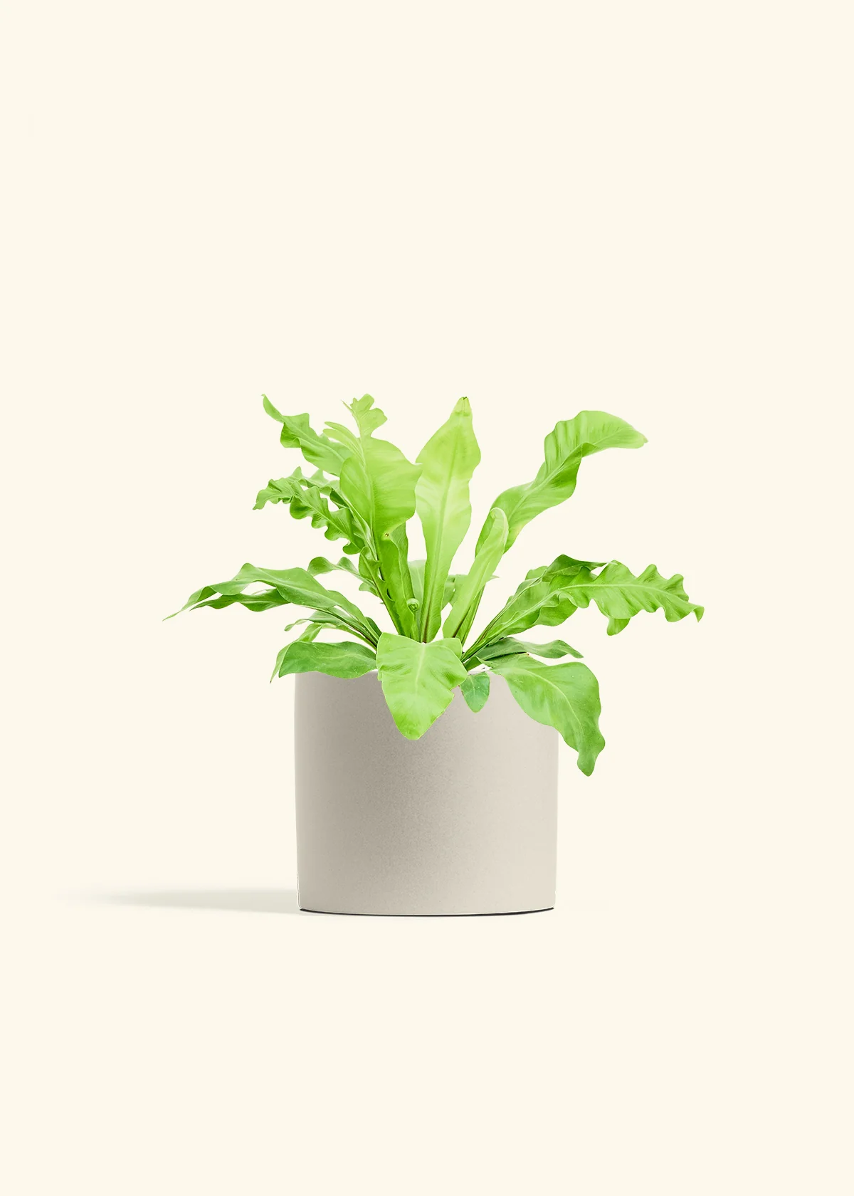 Bird's Nest Fern - Image 14