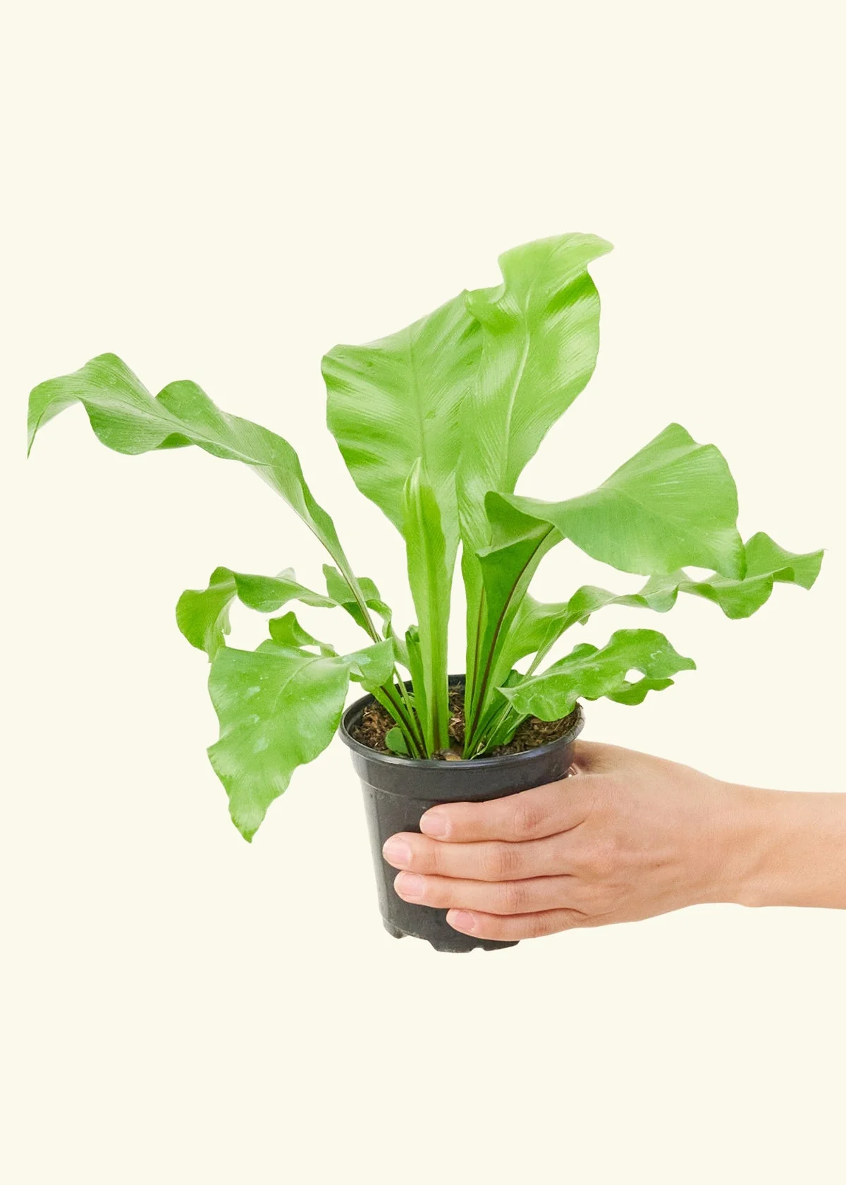 Bird's Nest Fern - Image 3