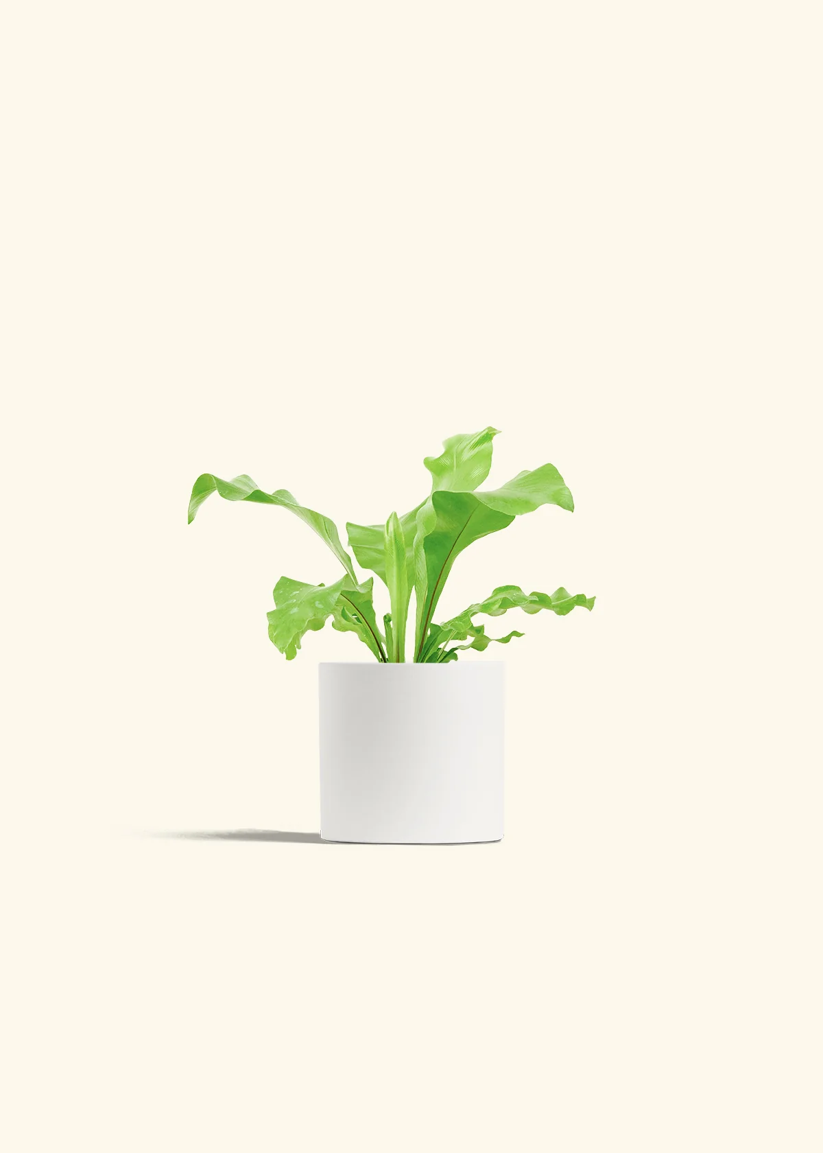 Bird's Nest Fern - Image 4